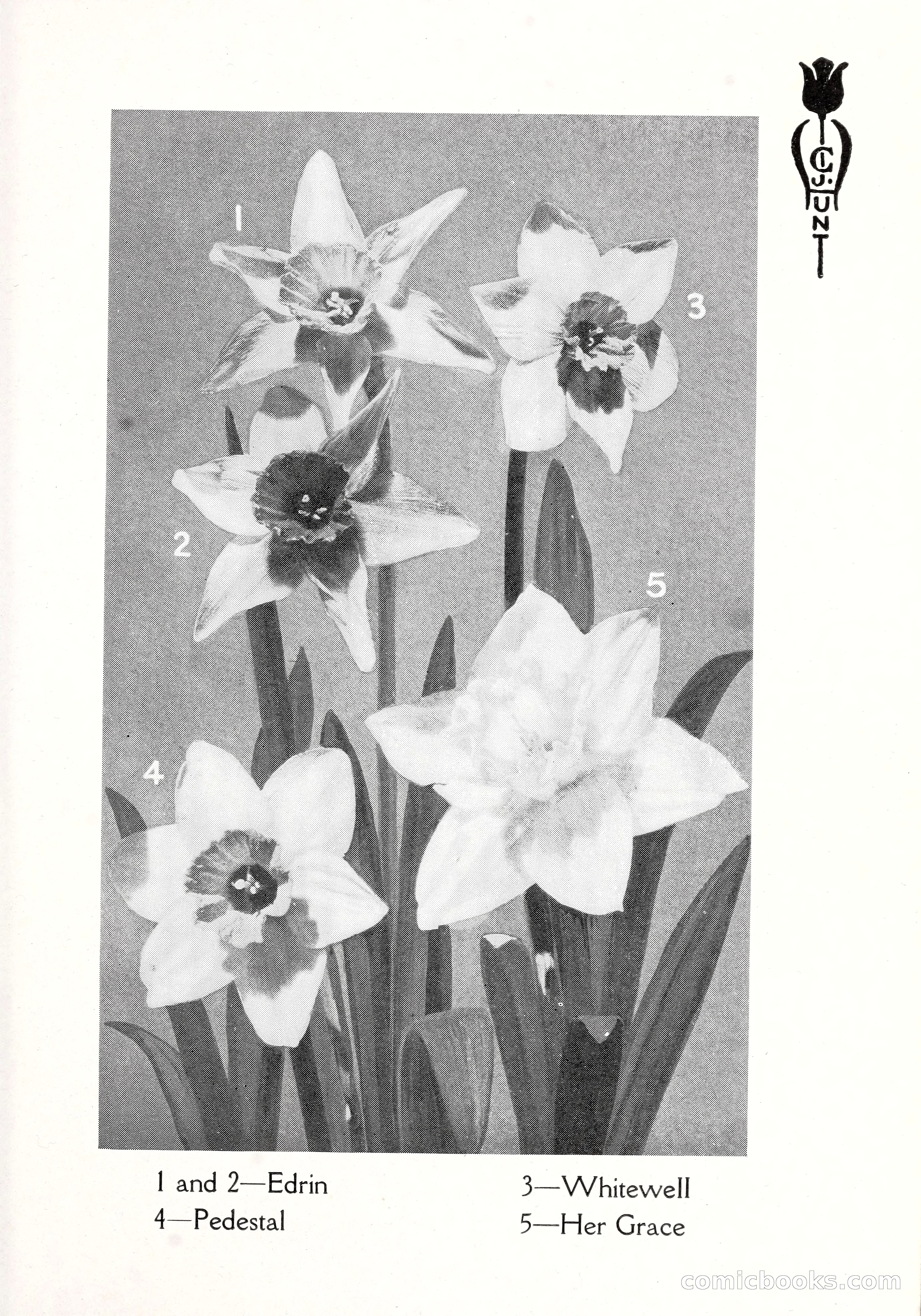 Blue Book of Bulbs, 1929 — page 100 of 128