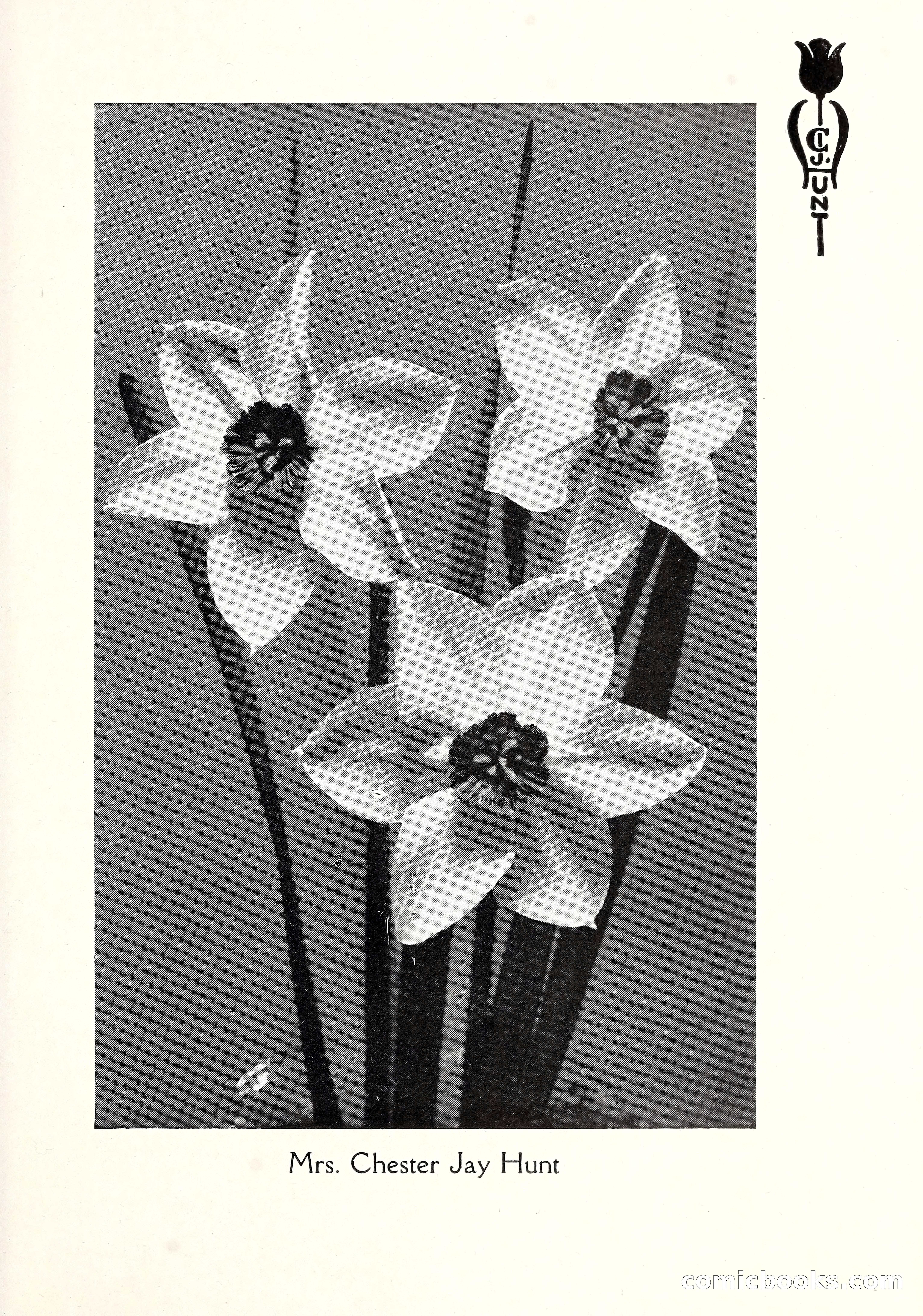 Blue Book of Bulbs, 1929 — page 106 of 128