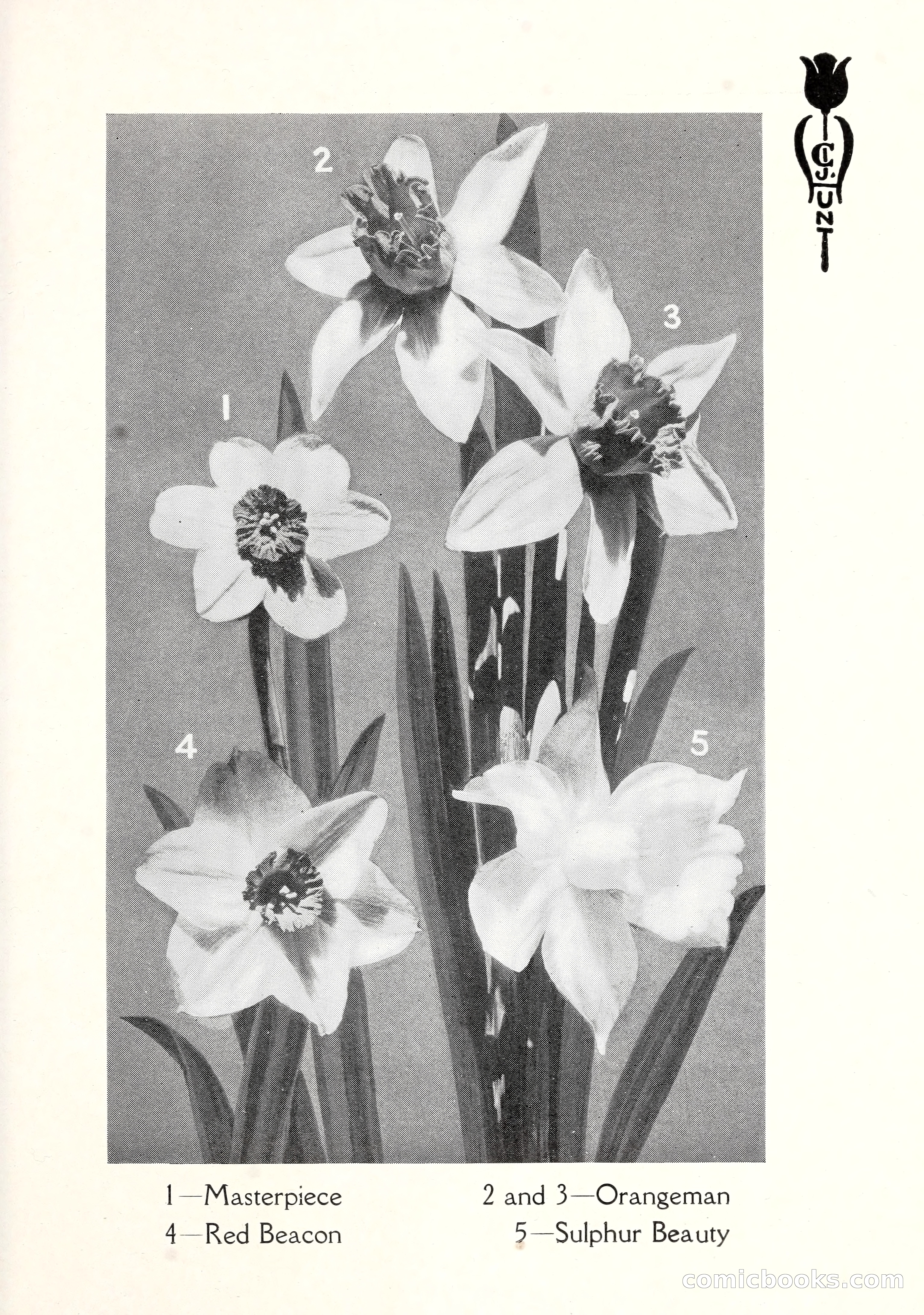 Blue Book of Bulbs, 1929 — page 110 of 128