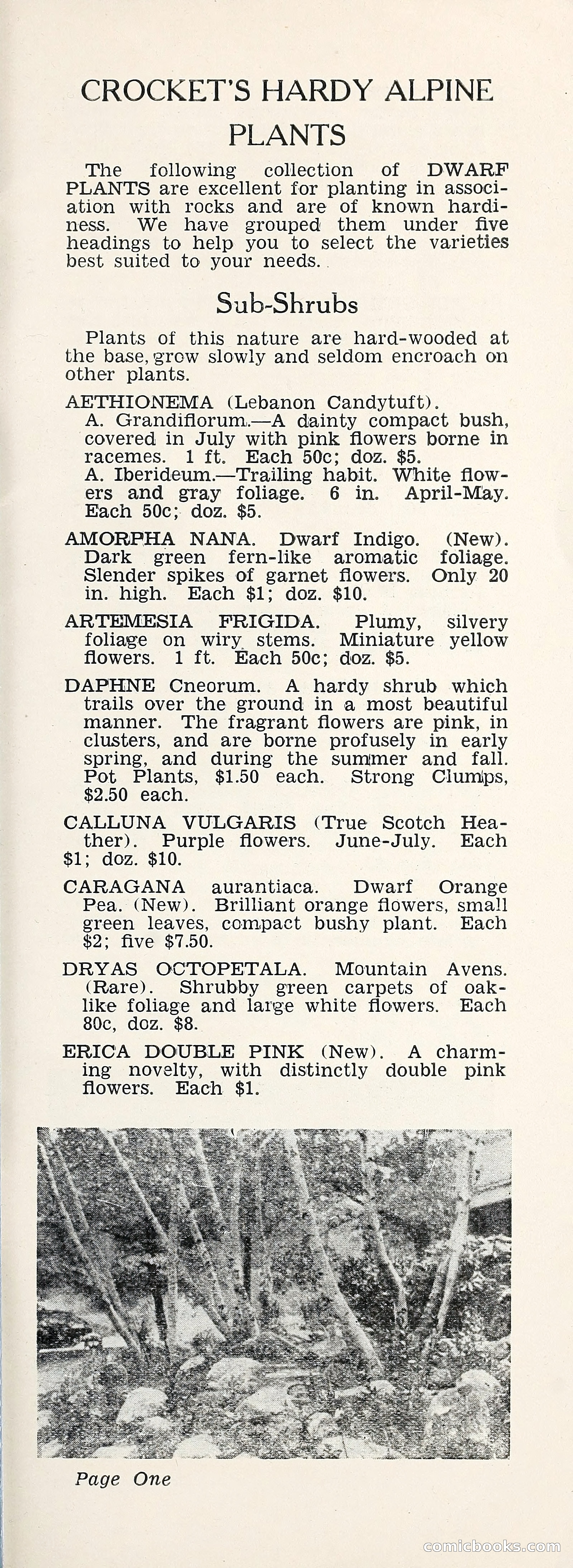 Crockett's Blue Book: Alpines, Perennials, Seeds, Bulbs — page 6 of 40