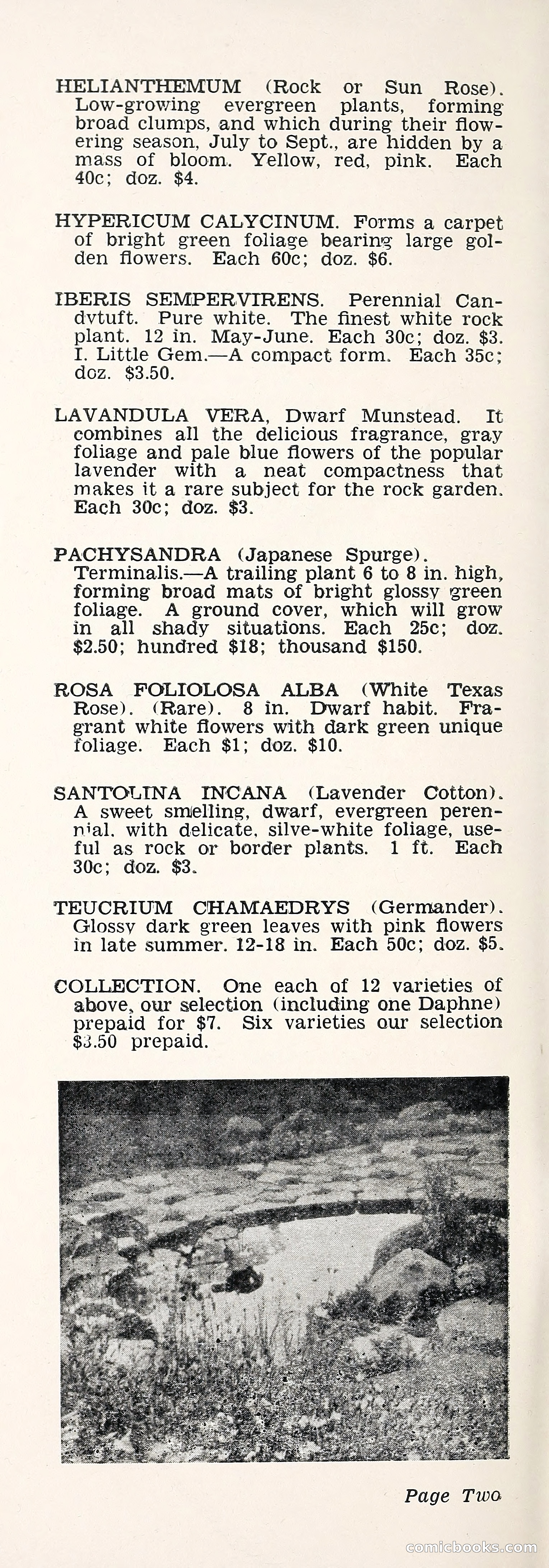 Crockett's Blue Book: Alpines, Perennials, Seeds, Bulbs — page 7 of 40