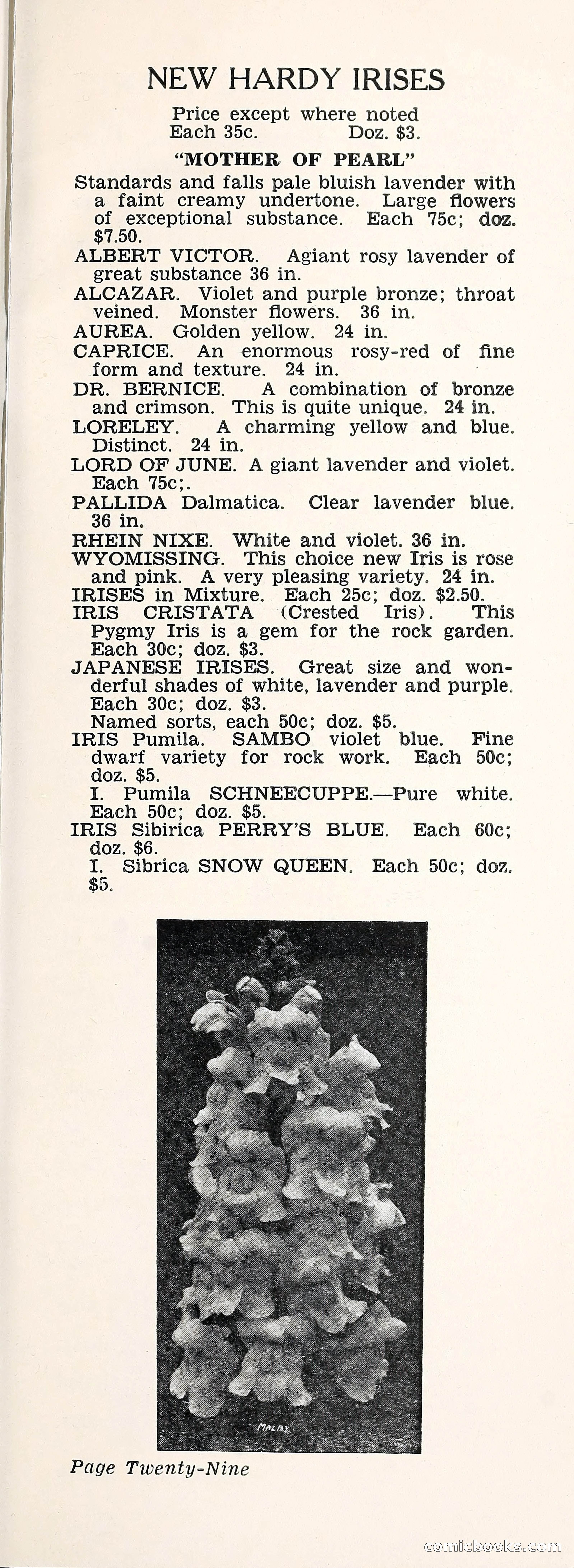 Crockett's Blue Book: Alpines, Perennials, Seeds, Bulbs — page 34 of 40