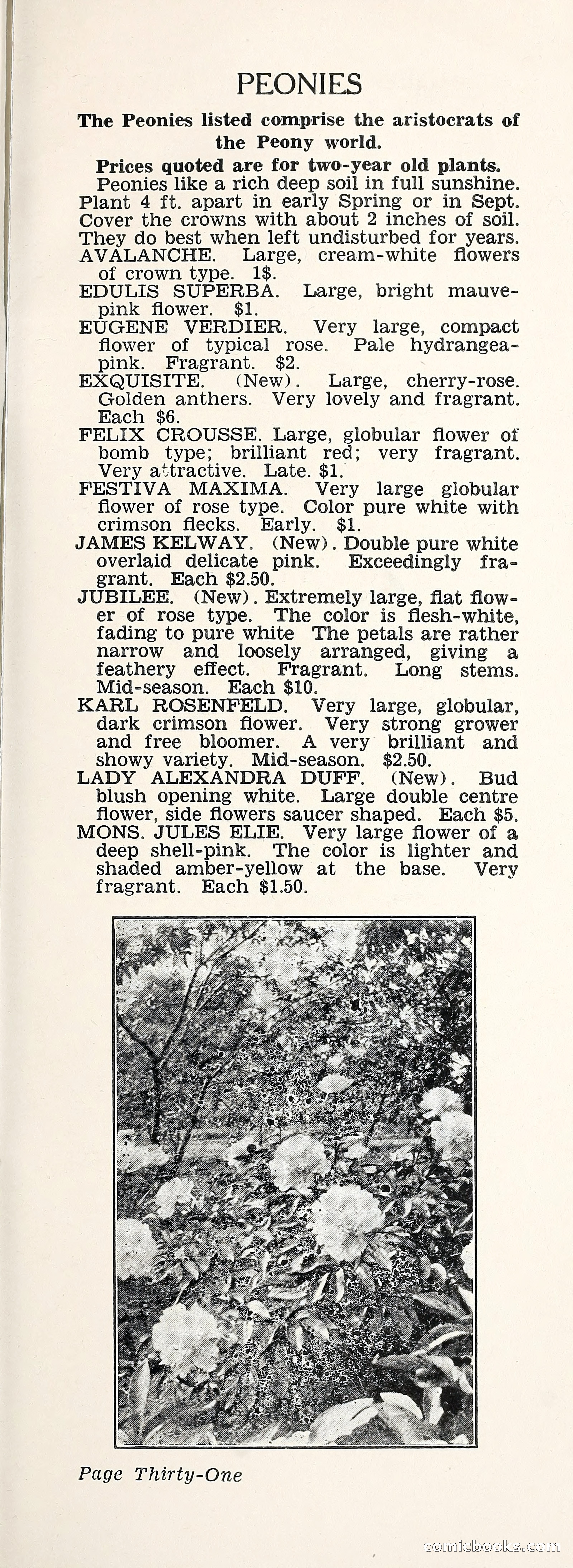 Crockett's Blue Book: Alpines, Perennials, Seeds, Bulbs — page 36 of 40