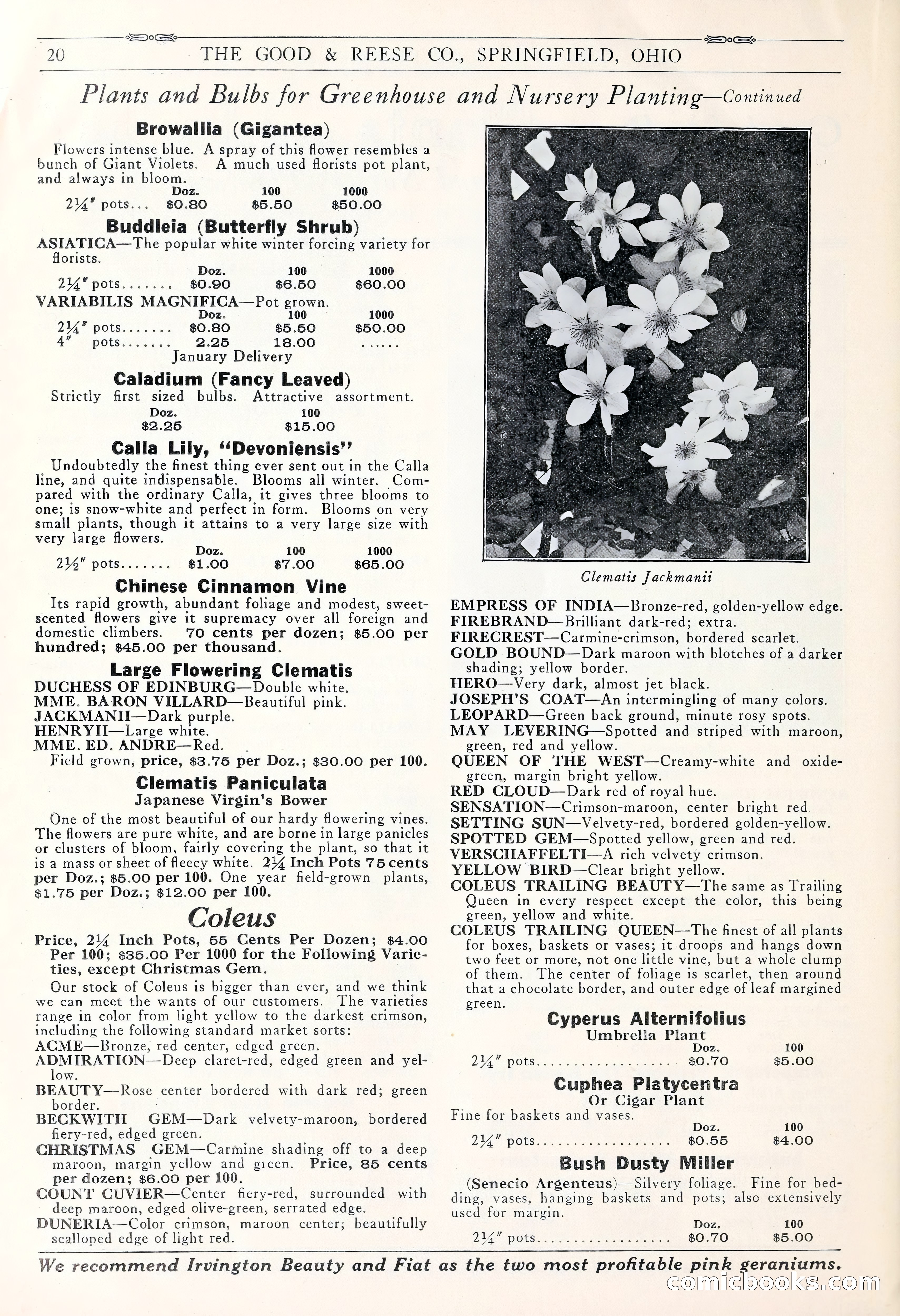 Good & Reese Co.'s Blue Book for Florists: Autumn 1930 — page 26 of 58