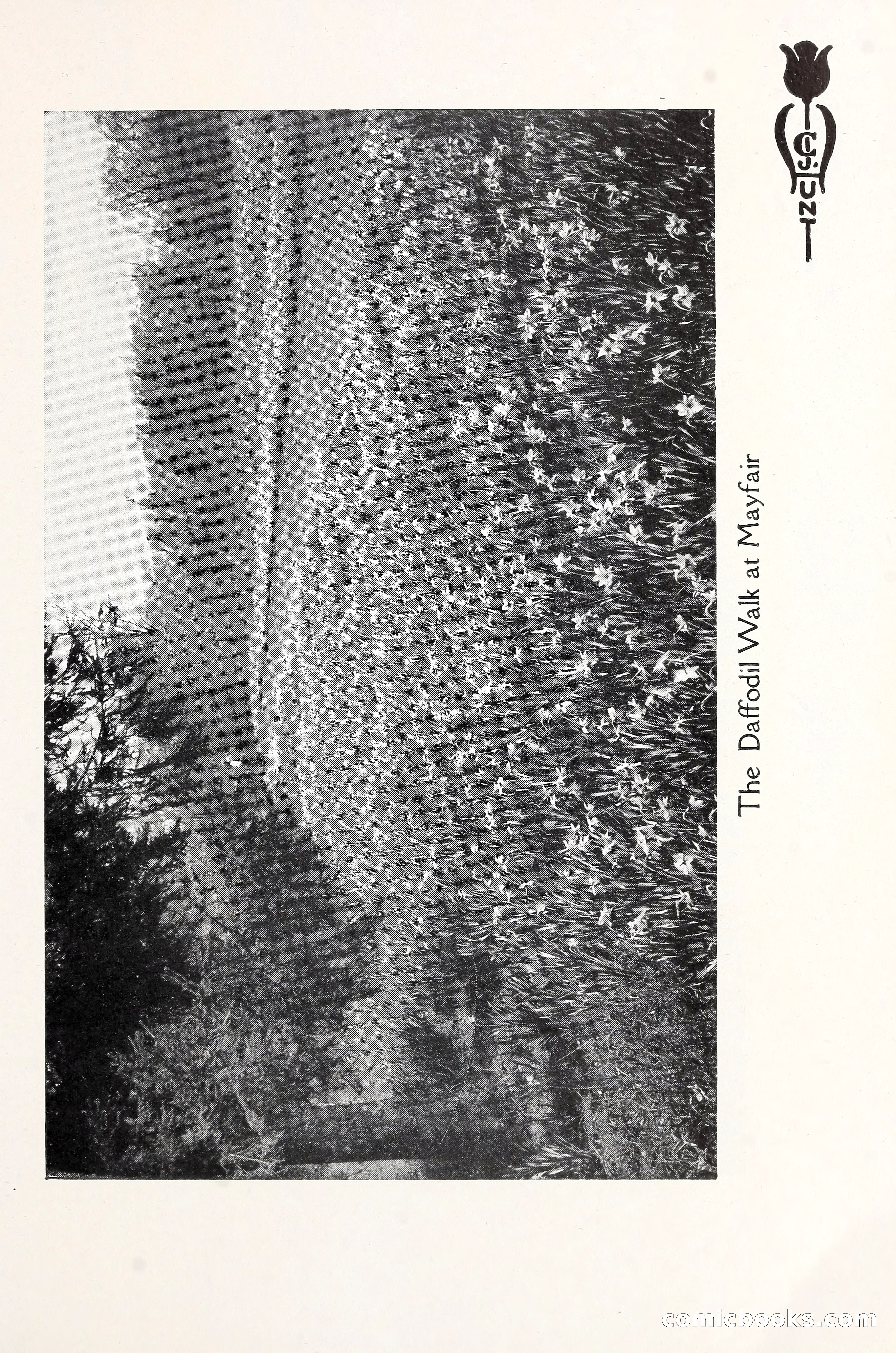 Blue Book of Bulbs, 1930 — page 16 of 140