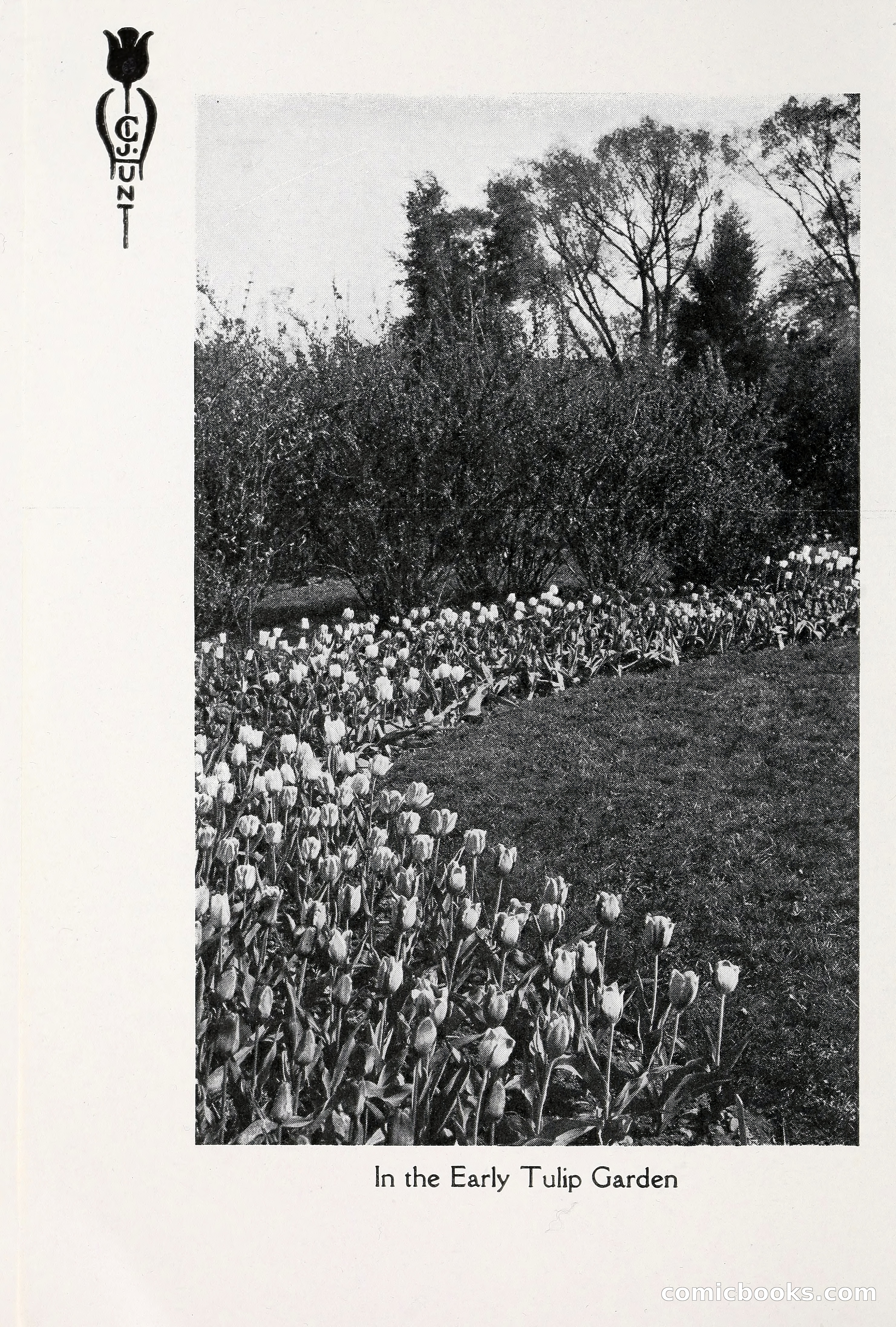 Blue Book of Bulbs, 1930 — page 25 of 140