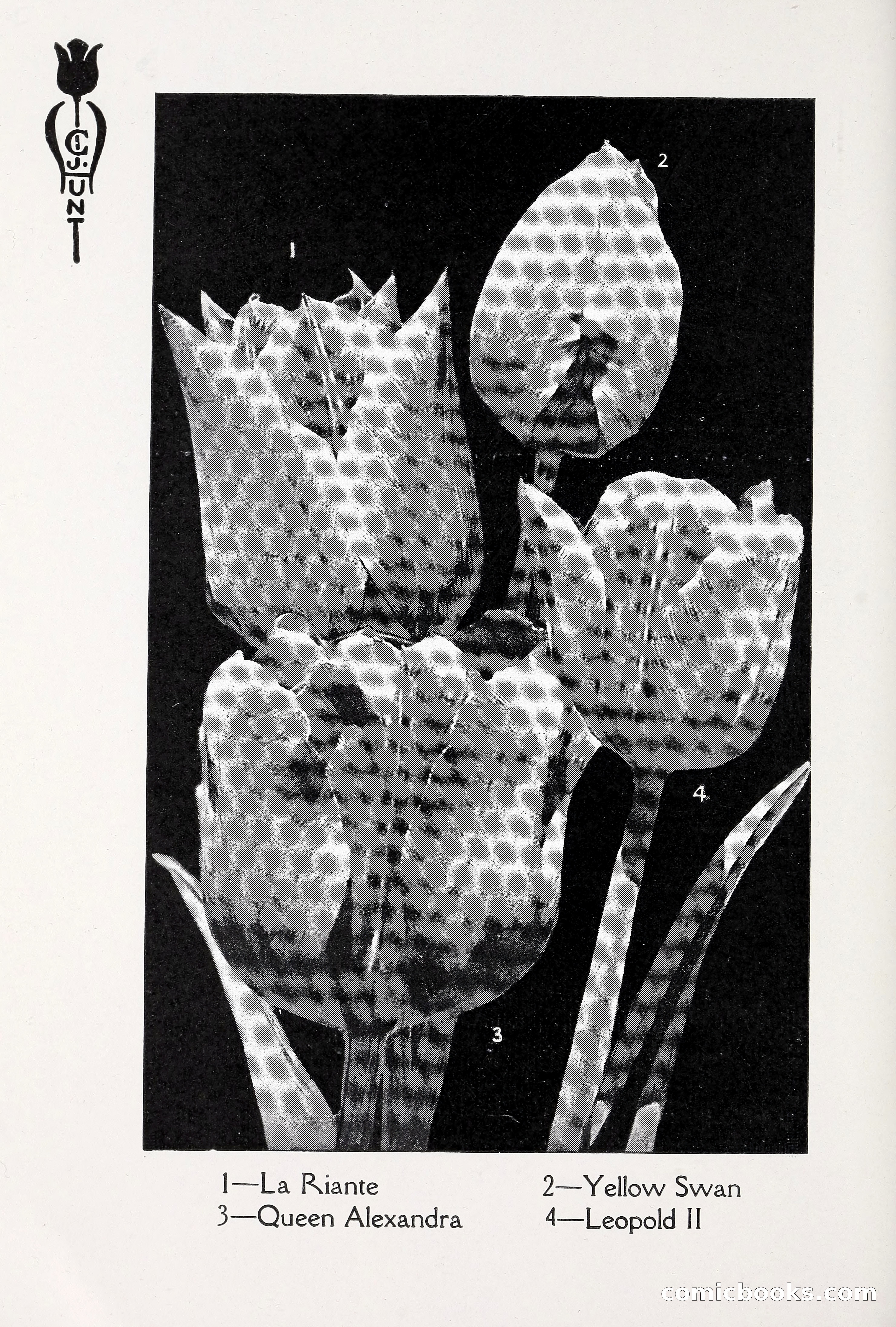 Blue Book of Bulbs, 1930 — page 33 of 140