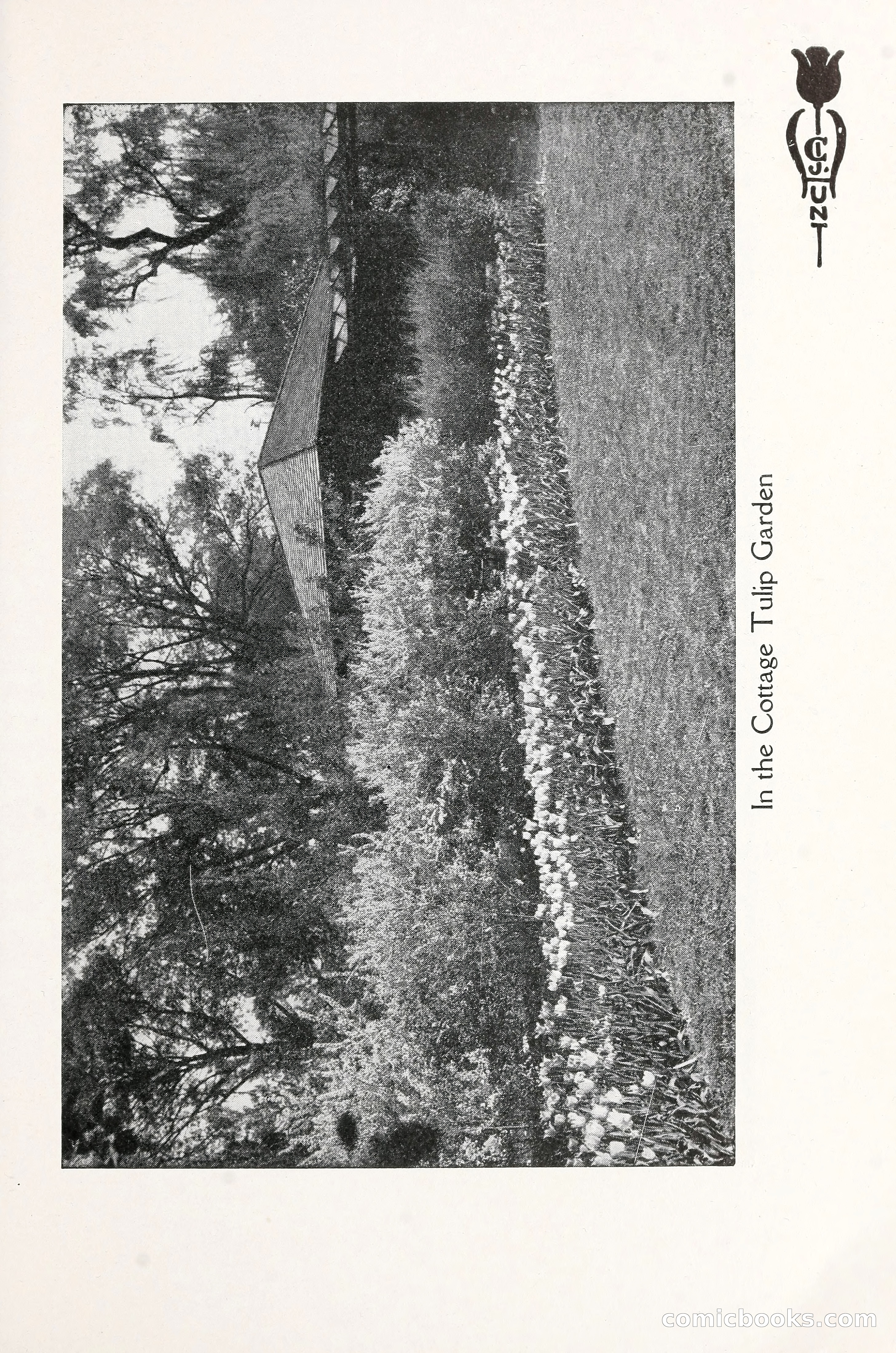 Blue Book of Bulbs, 1930 — page 42 of 140