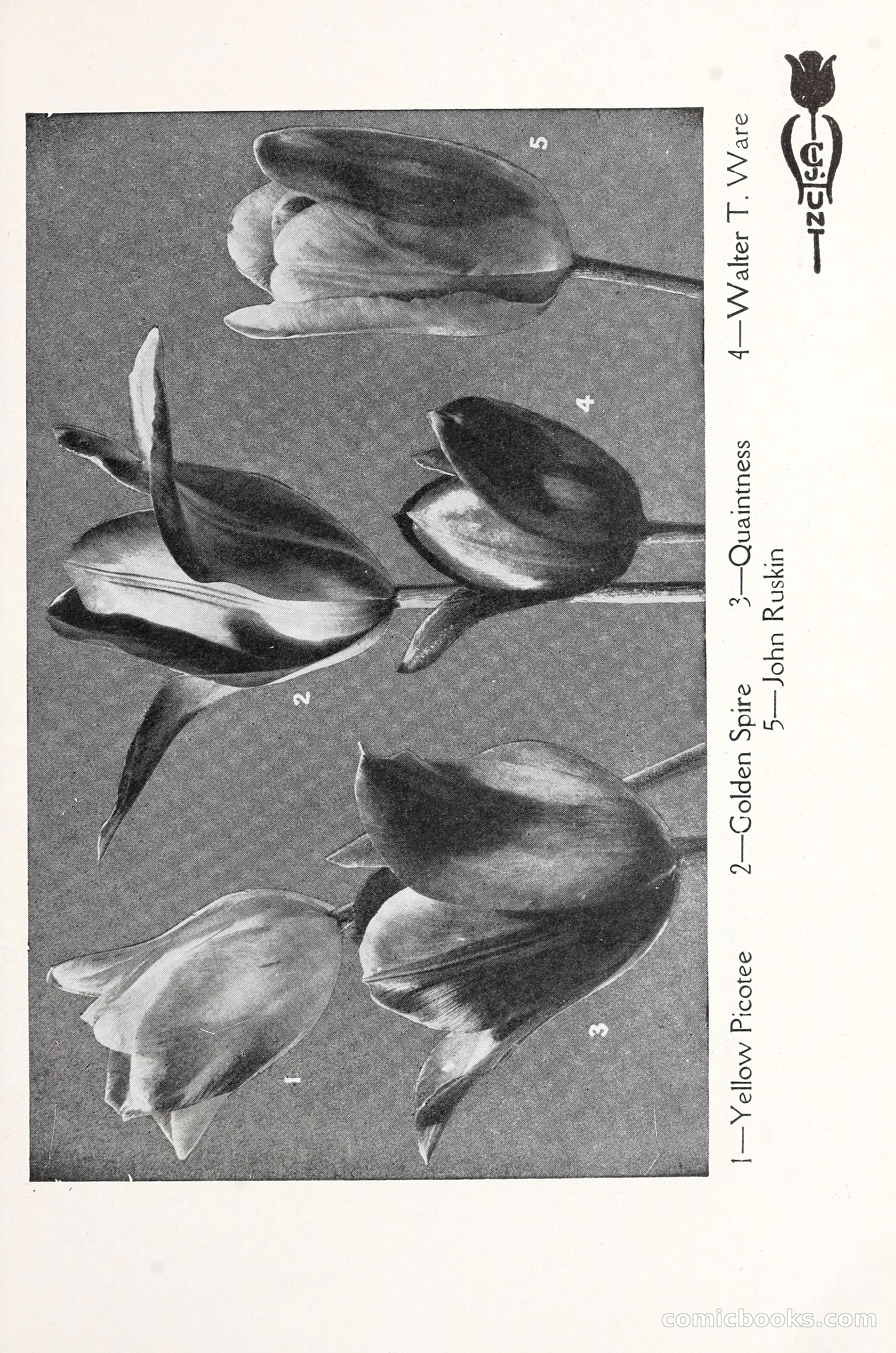 Blue Book of Bulbs, 1930 — page 52 of 140