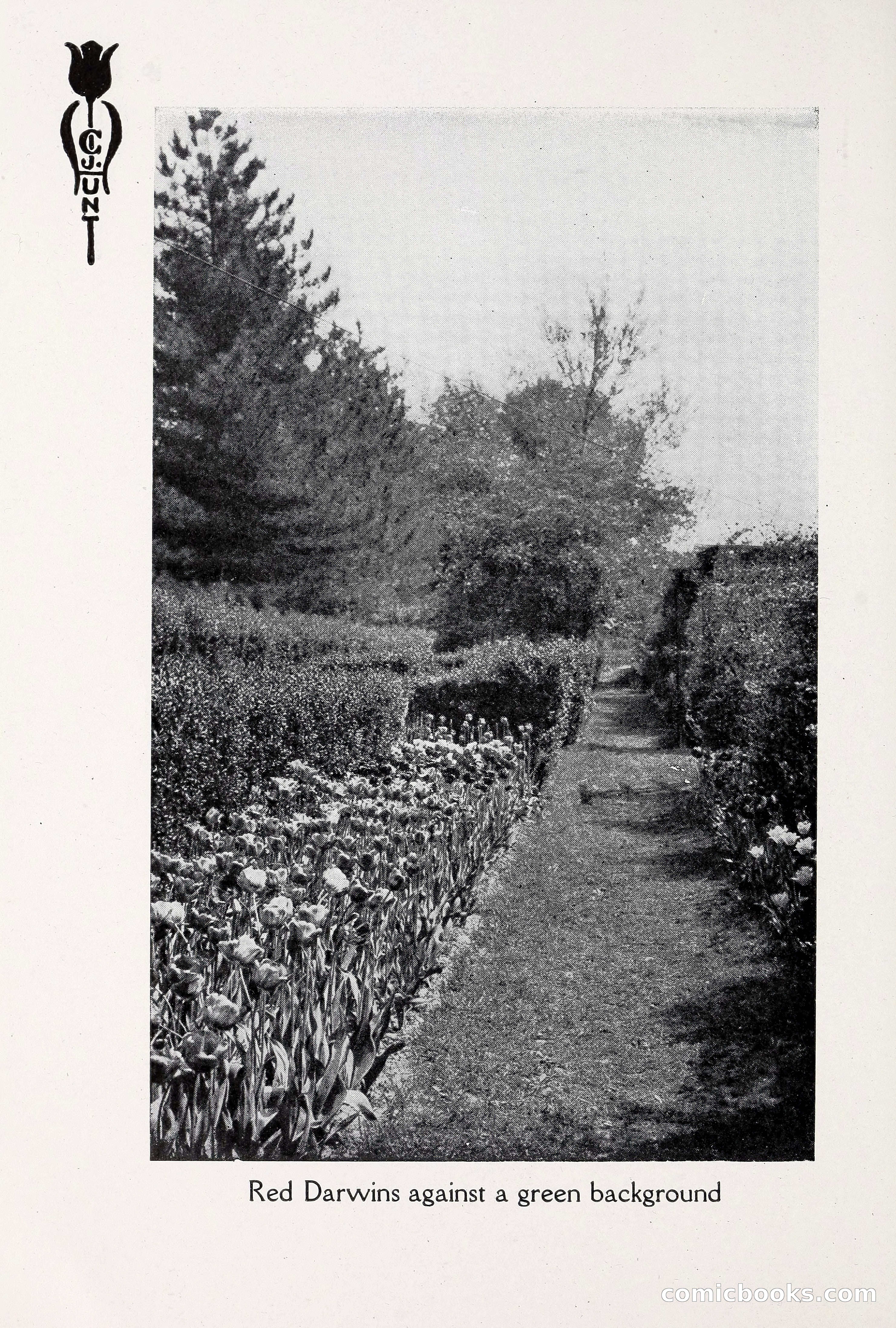Blue Book of Bulbs, 1930 — page 57 of 140