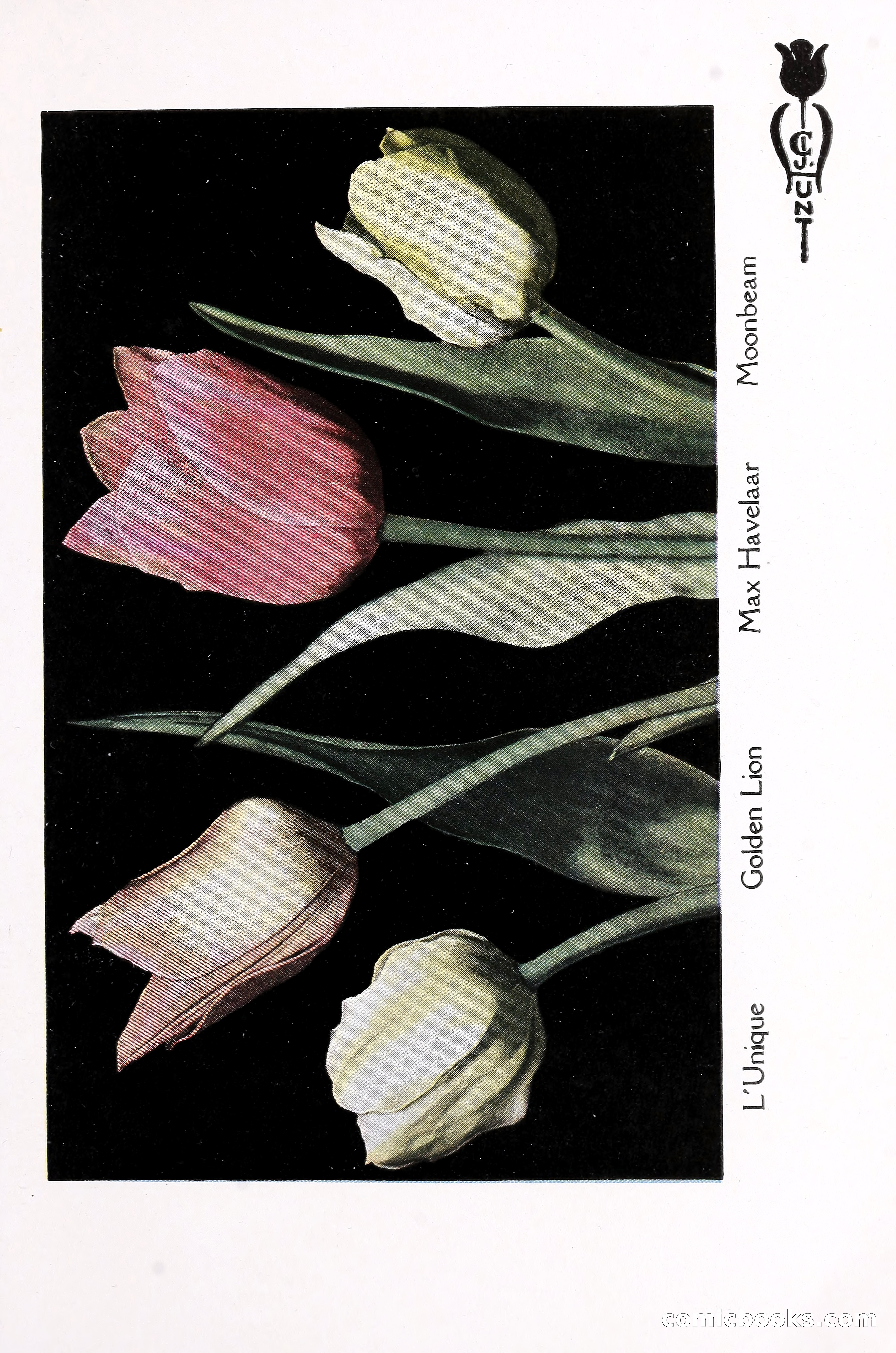 Blue Book of Bulbs, 1930 — page 66 of 140