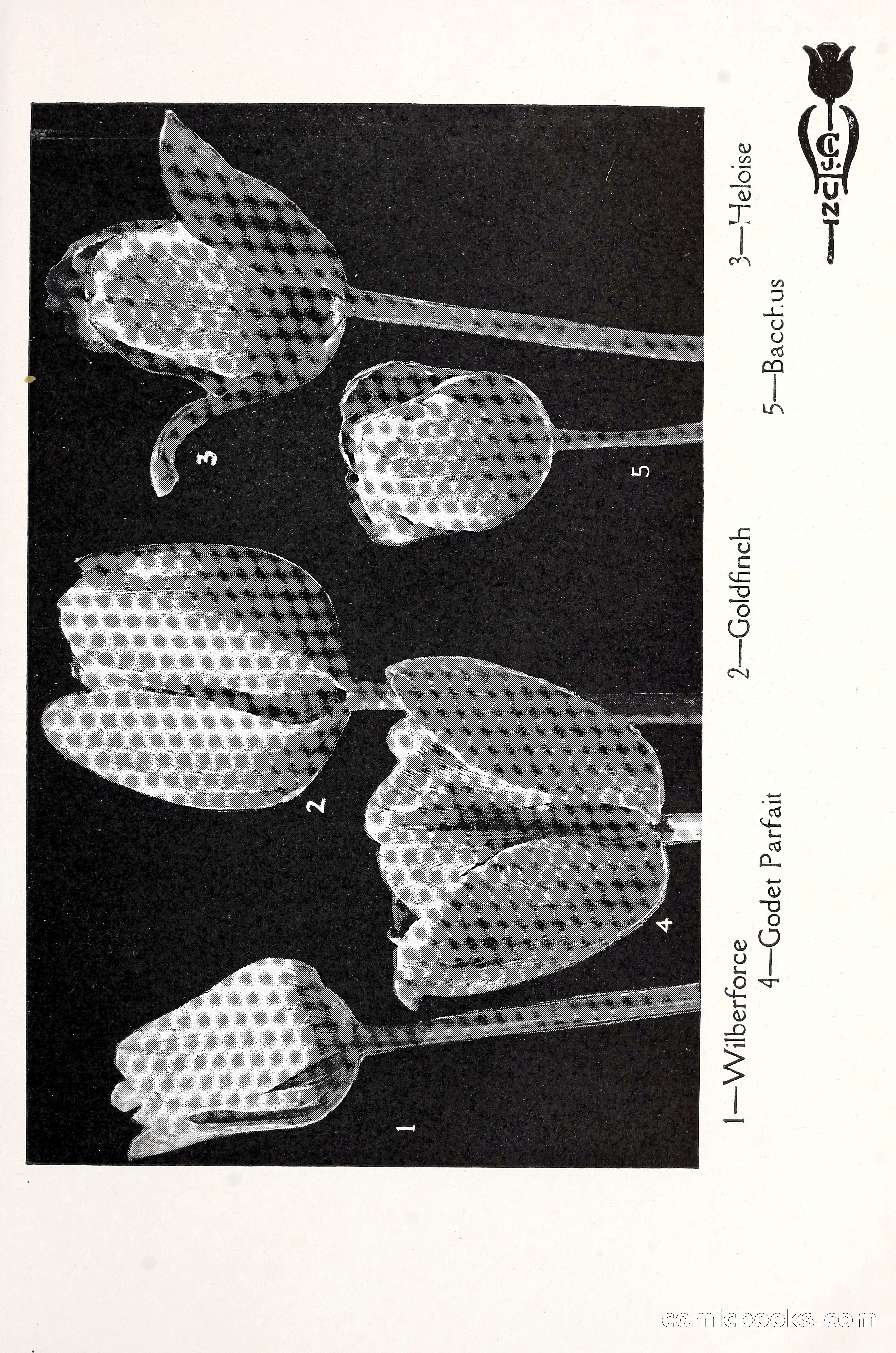 Blue Book of Bulbs, 1930 — page 74 of 140