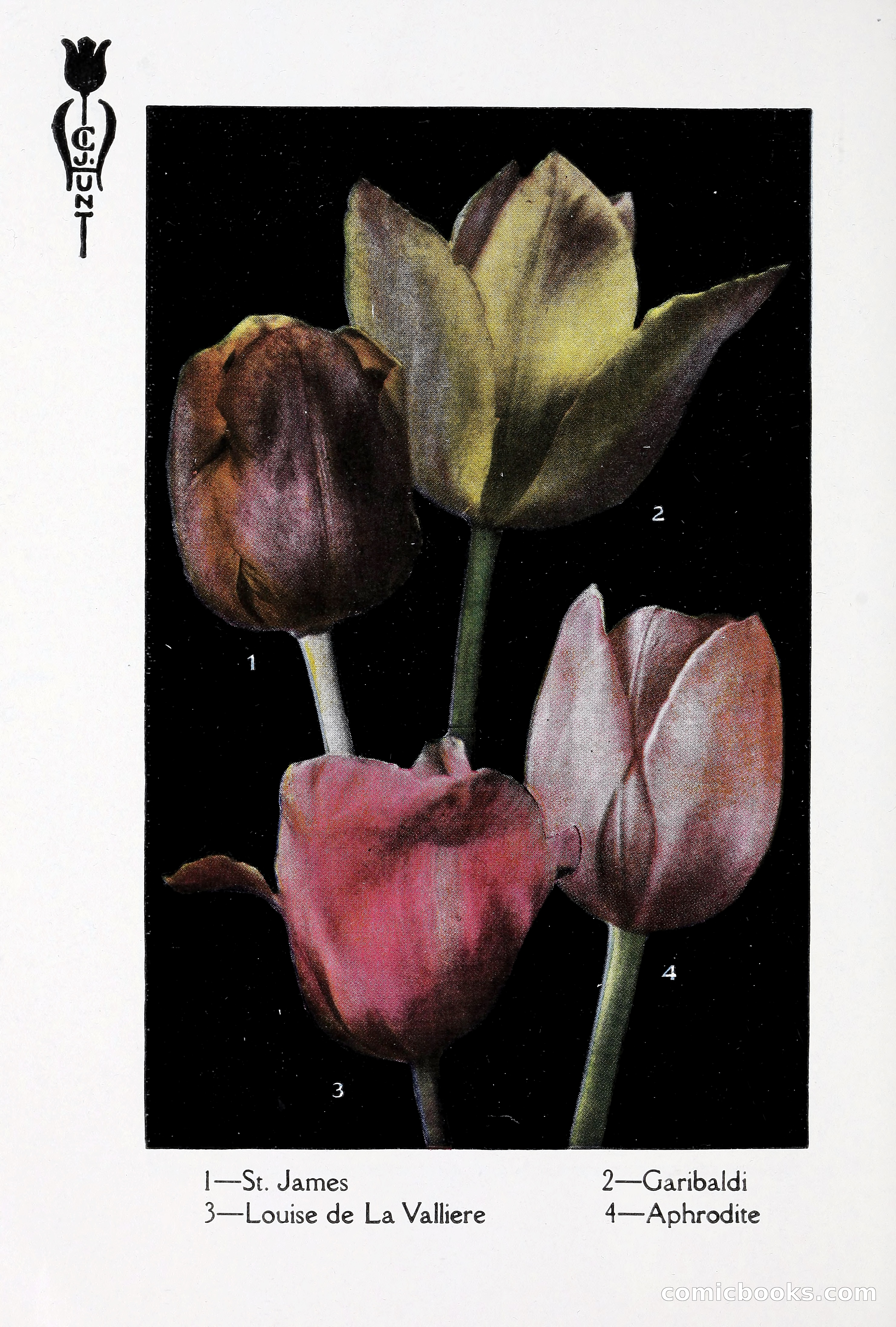 Blue Book of Bulbs, 1930 — page 79 of 140