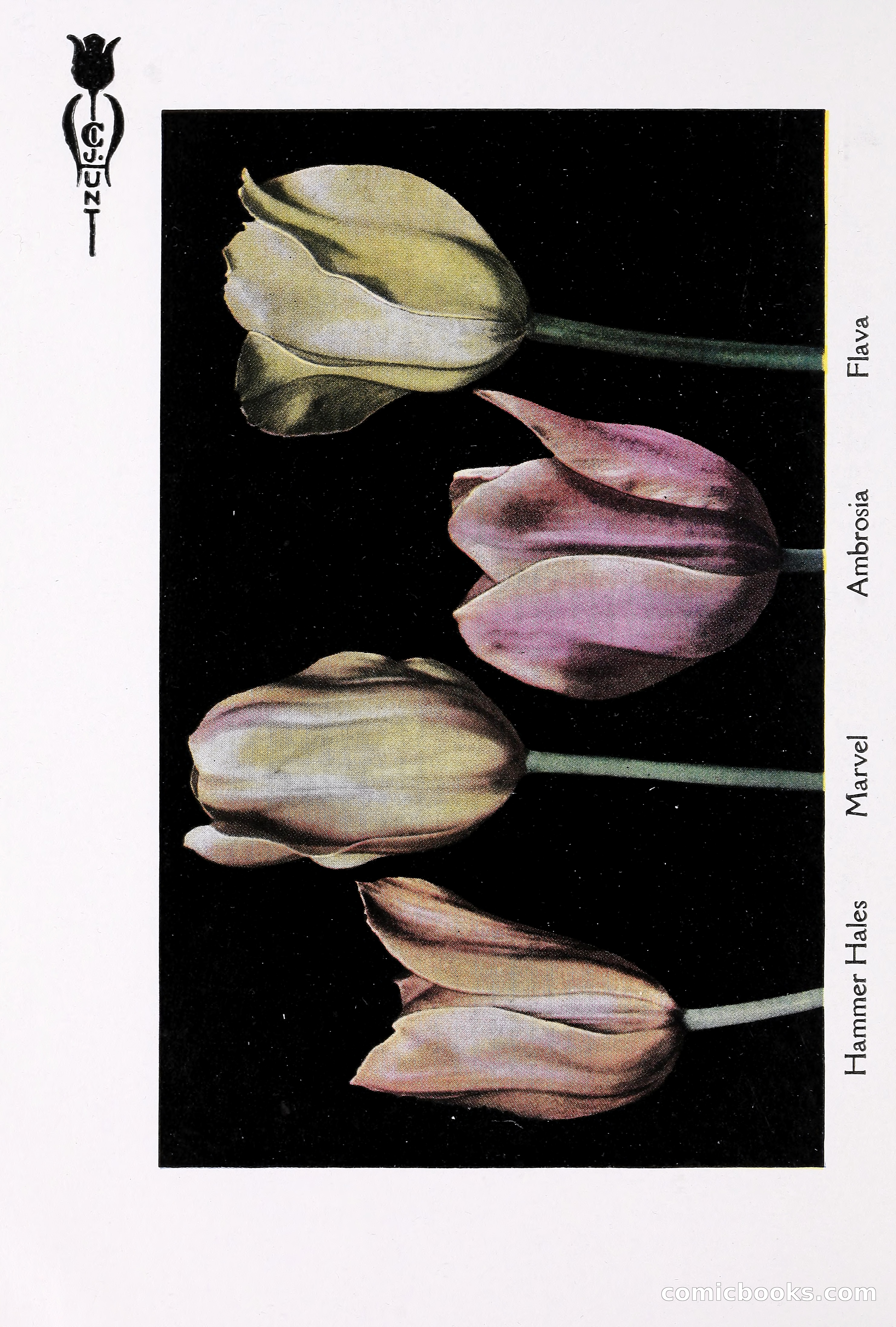 Blue Book of Bulbs, 1930 — page 81 of 140