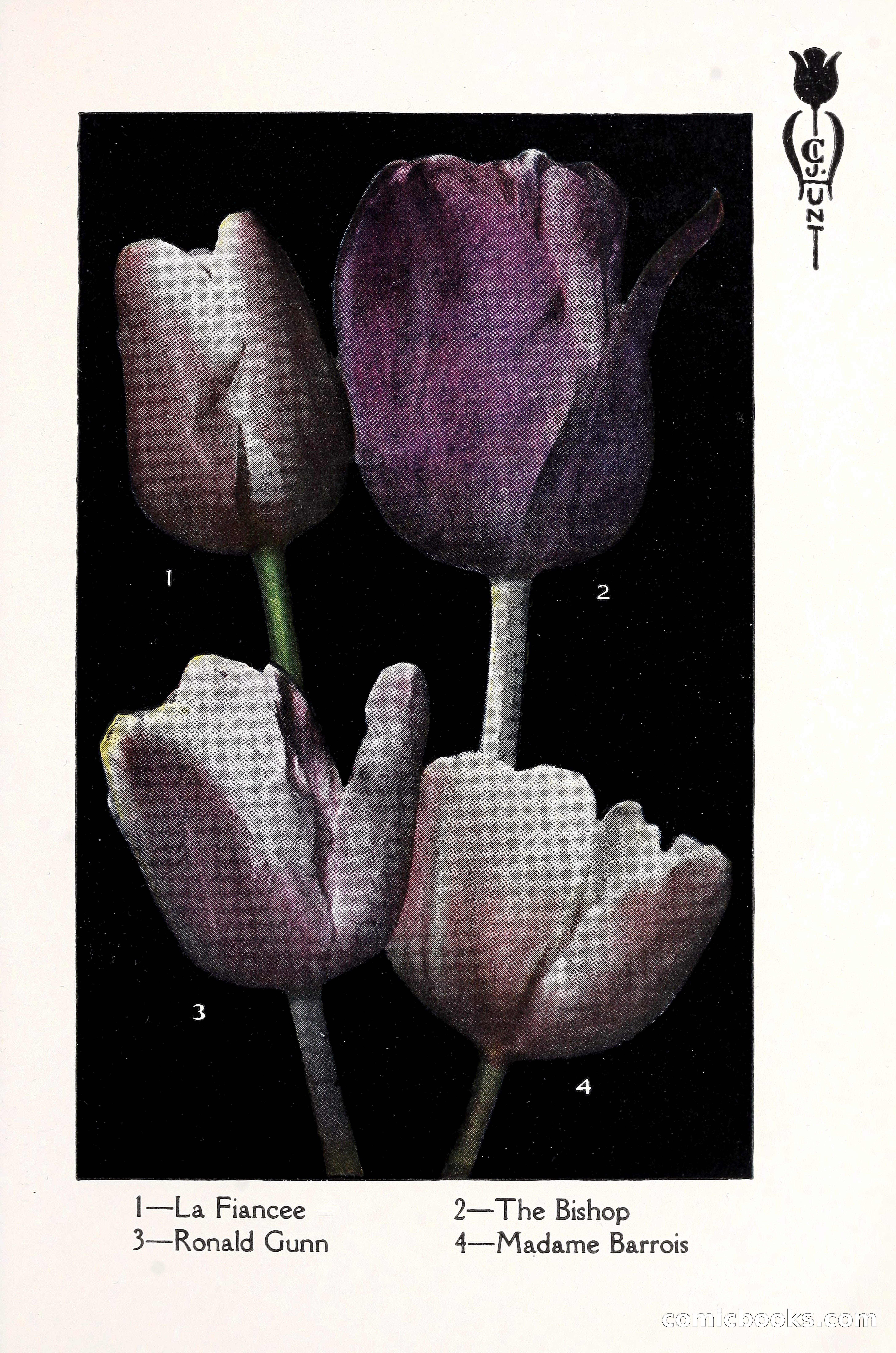 Blue Book of Bulbs, 1930 — page 92 of 140