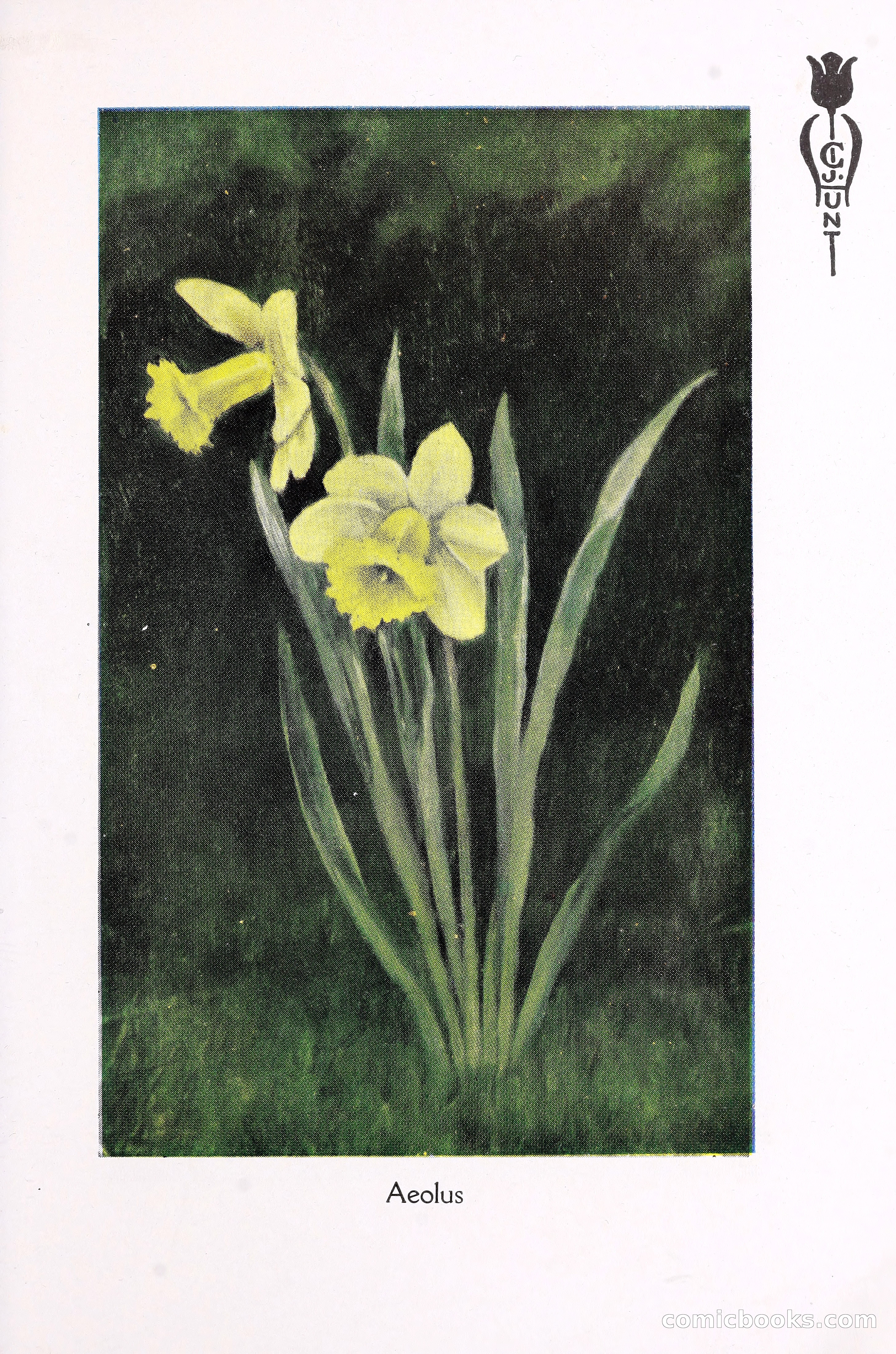 Blue Book of Bulbs, 1930 — page 94 of 140