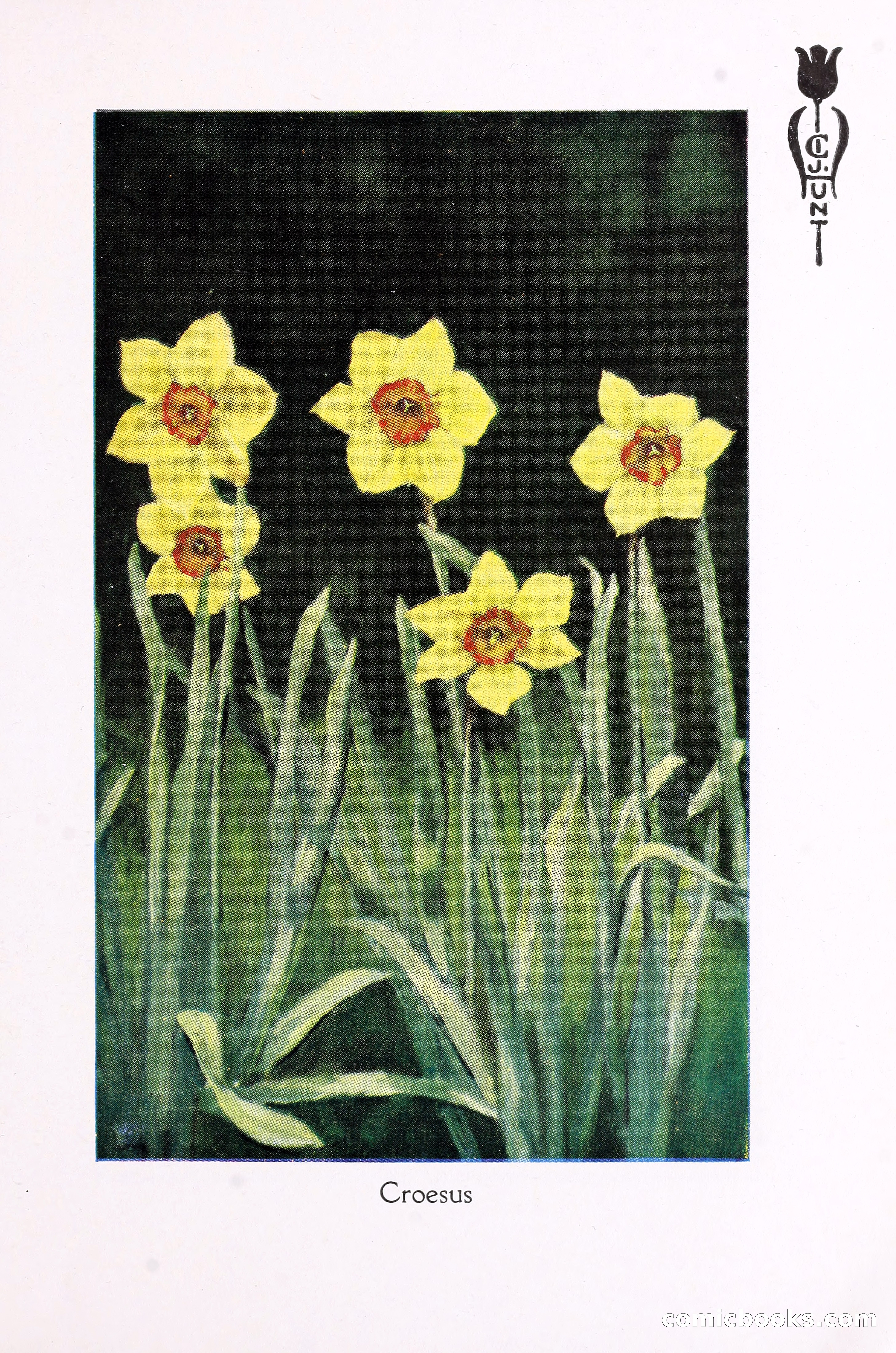 Blue Book of Bulbs, 1930 — page 102 of 140