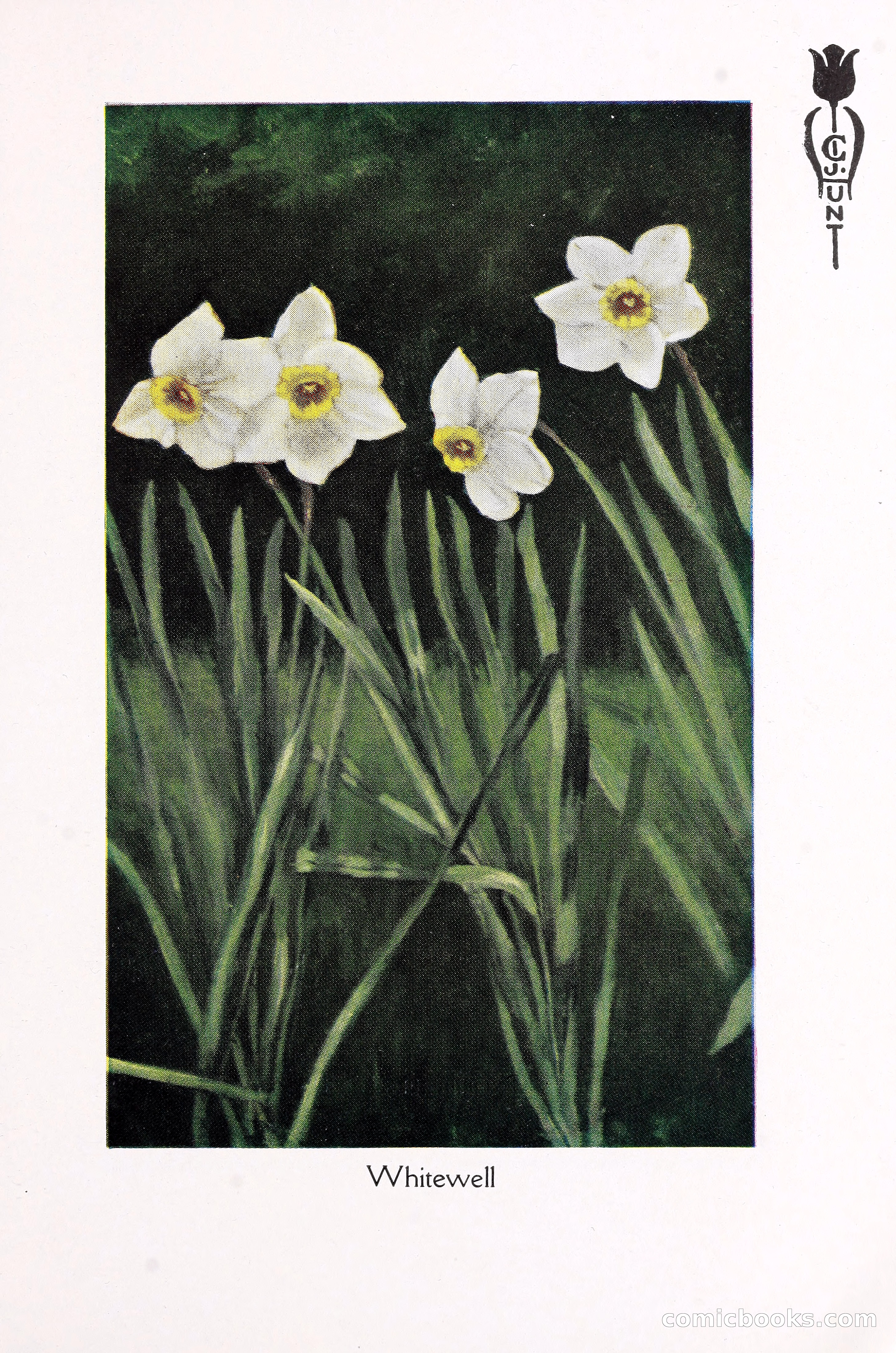 Blue Book of Bulbs, 1930 — page 106 of 140