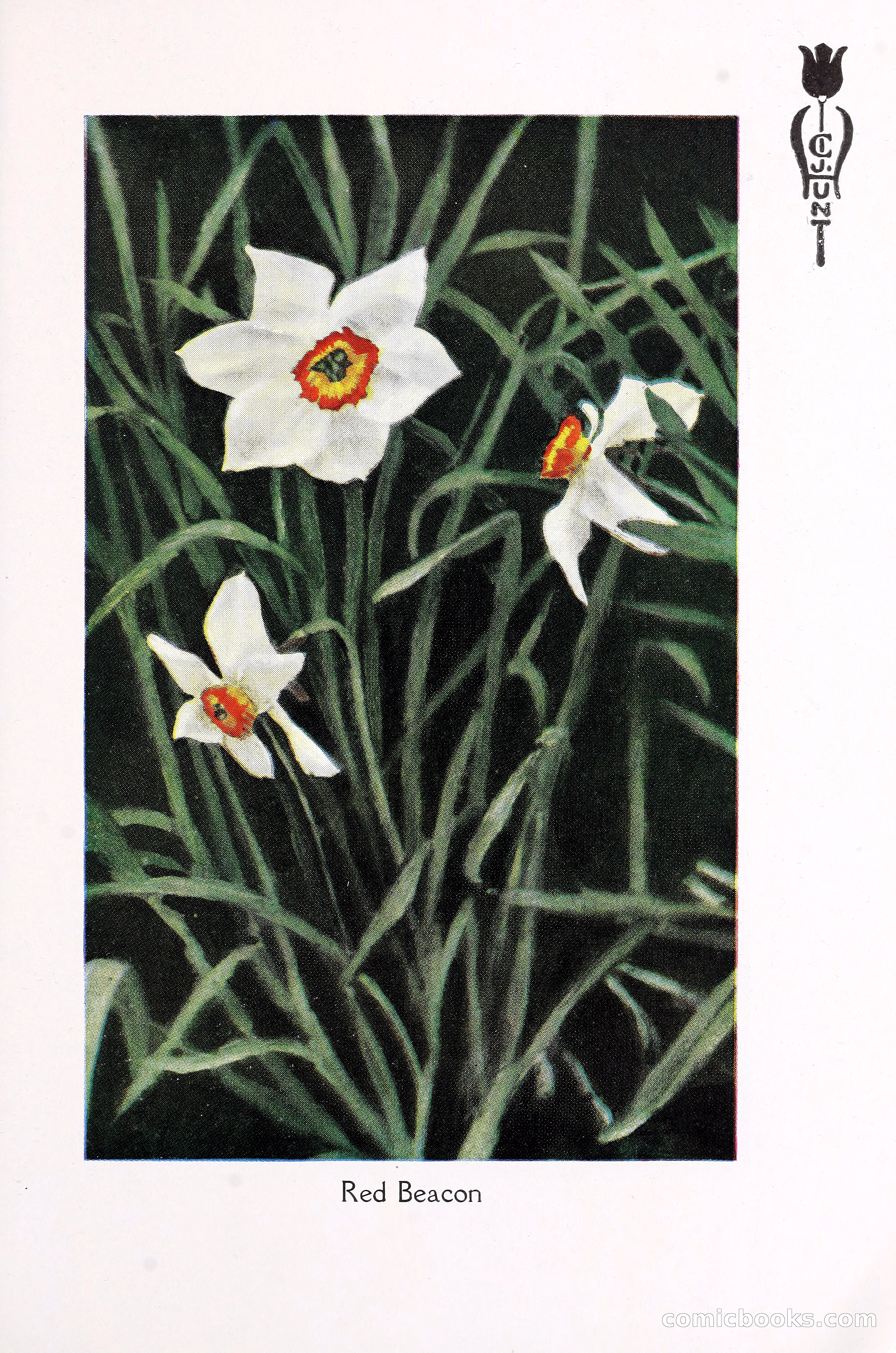 Blue Book of Bulbs, 1930 — page 114 of 140