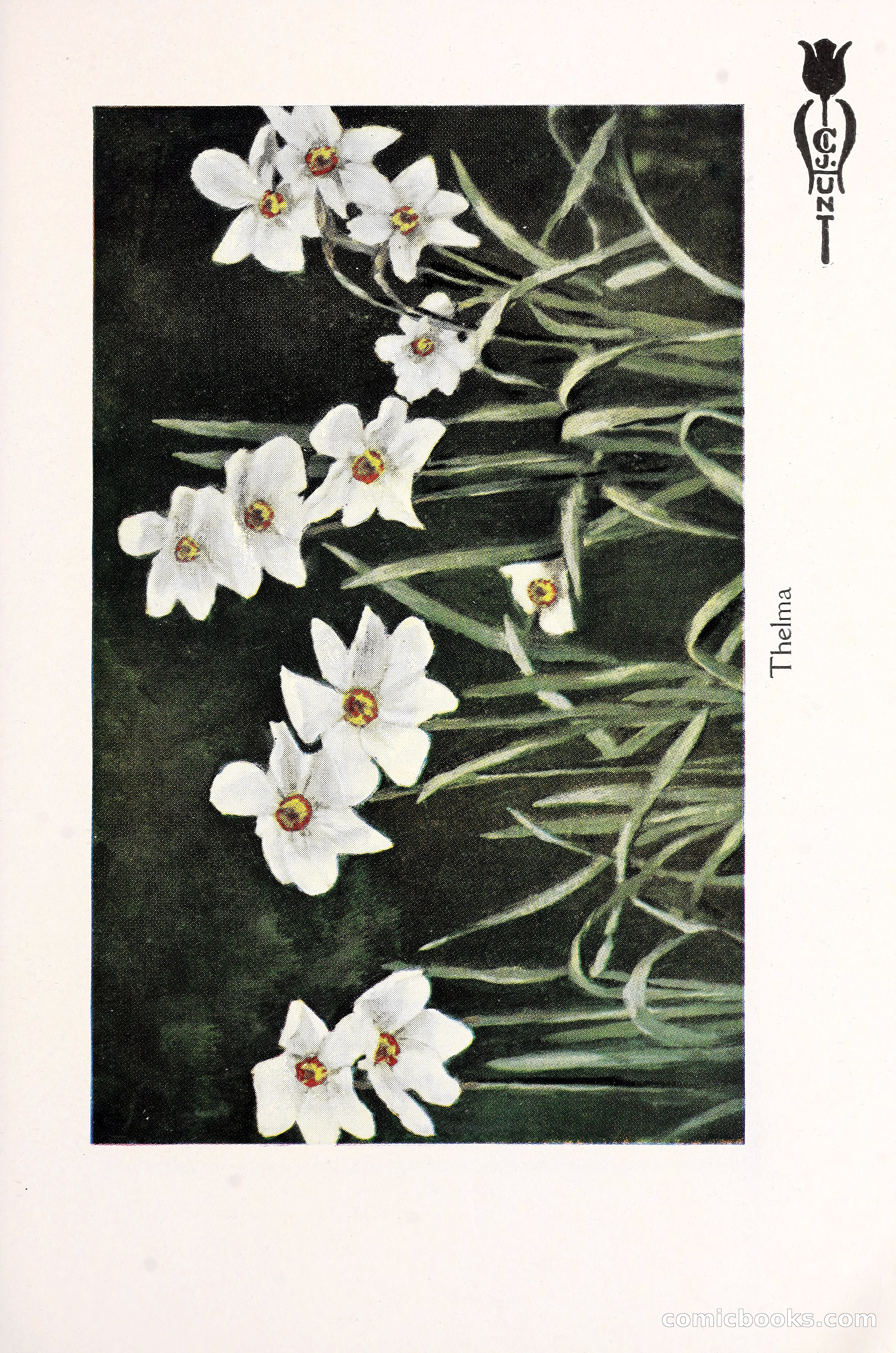 Blue Book of Bulbs, 1930 — page 118 of 140