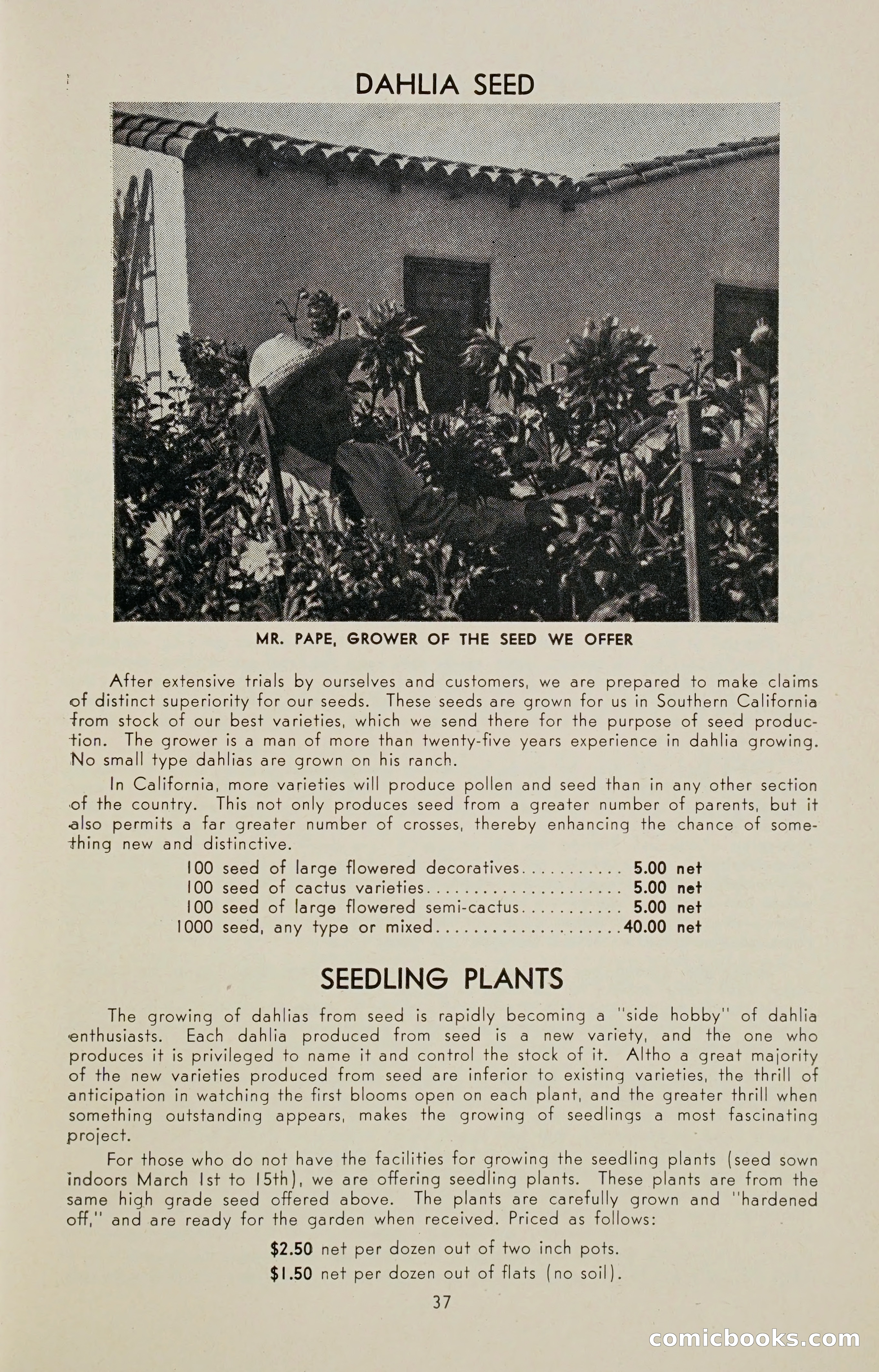 Dahlia Blue Book for 1947 — page 42 of 54