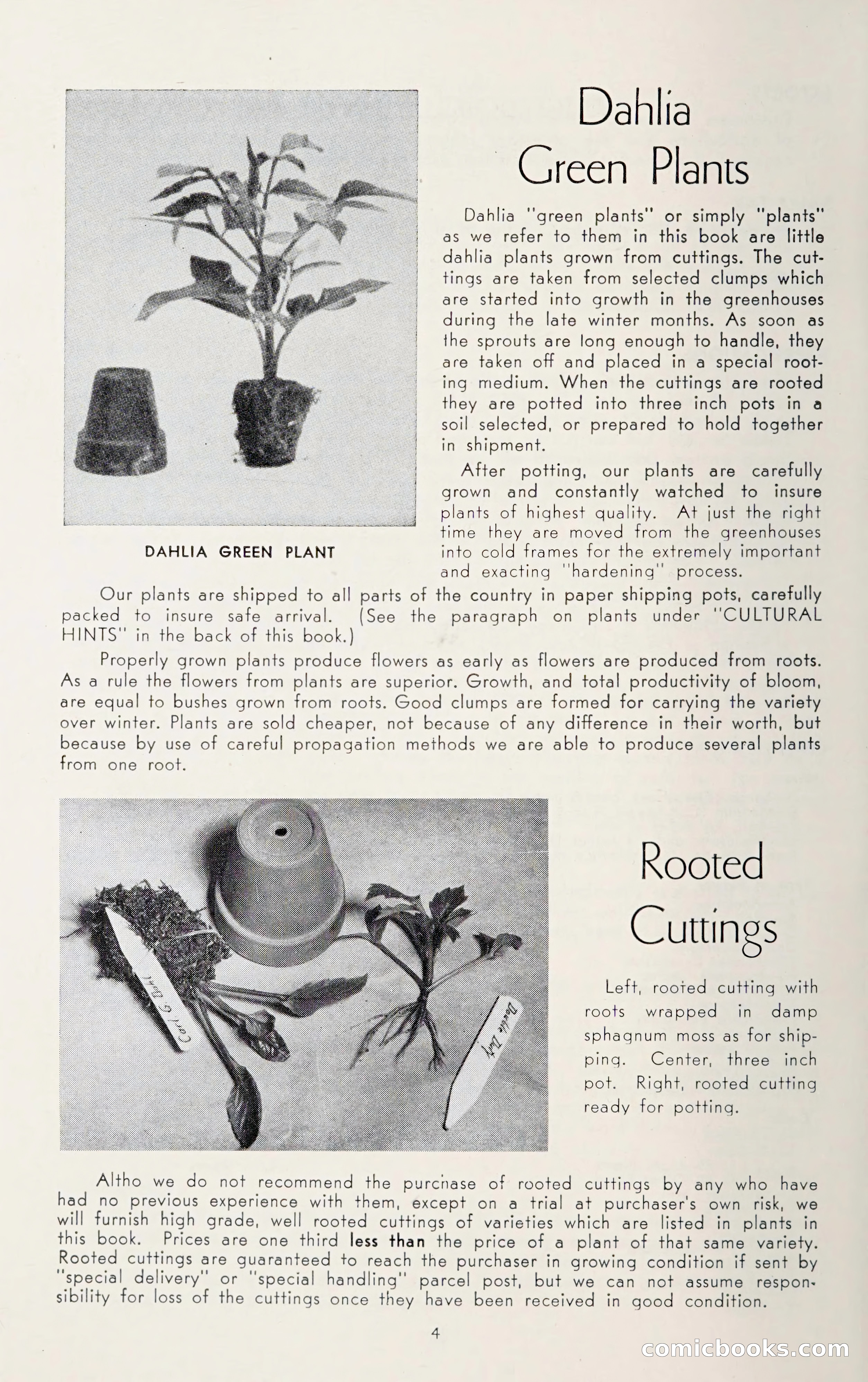 Dahlia Blue Book for 1950 — page 8 of 64