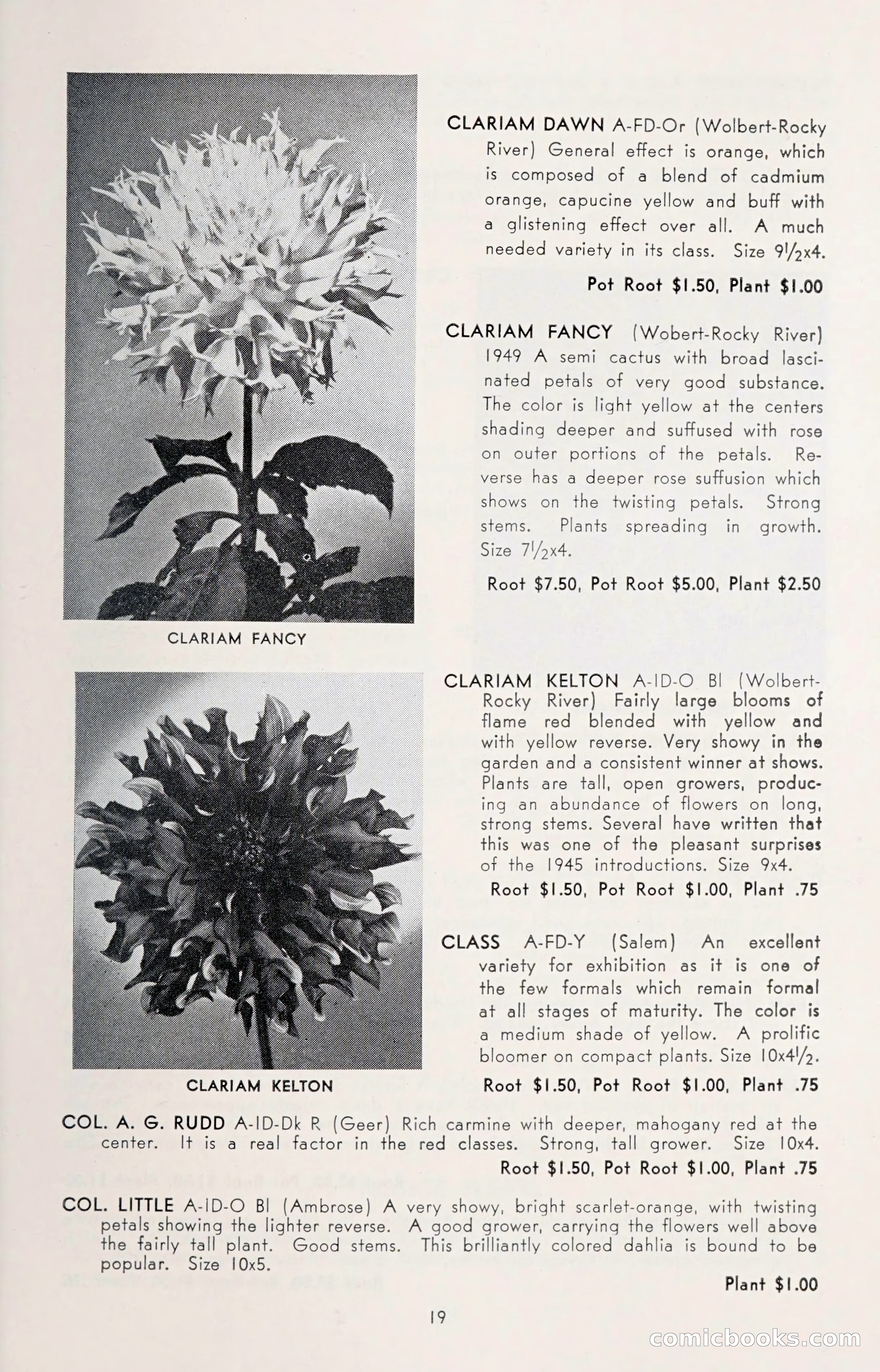 Dahlia Blue Book for 1950 — page 23 of 64