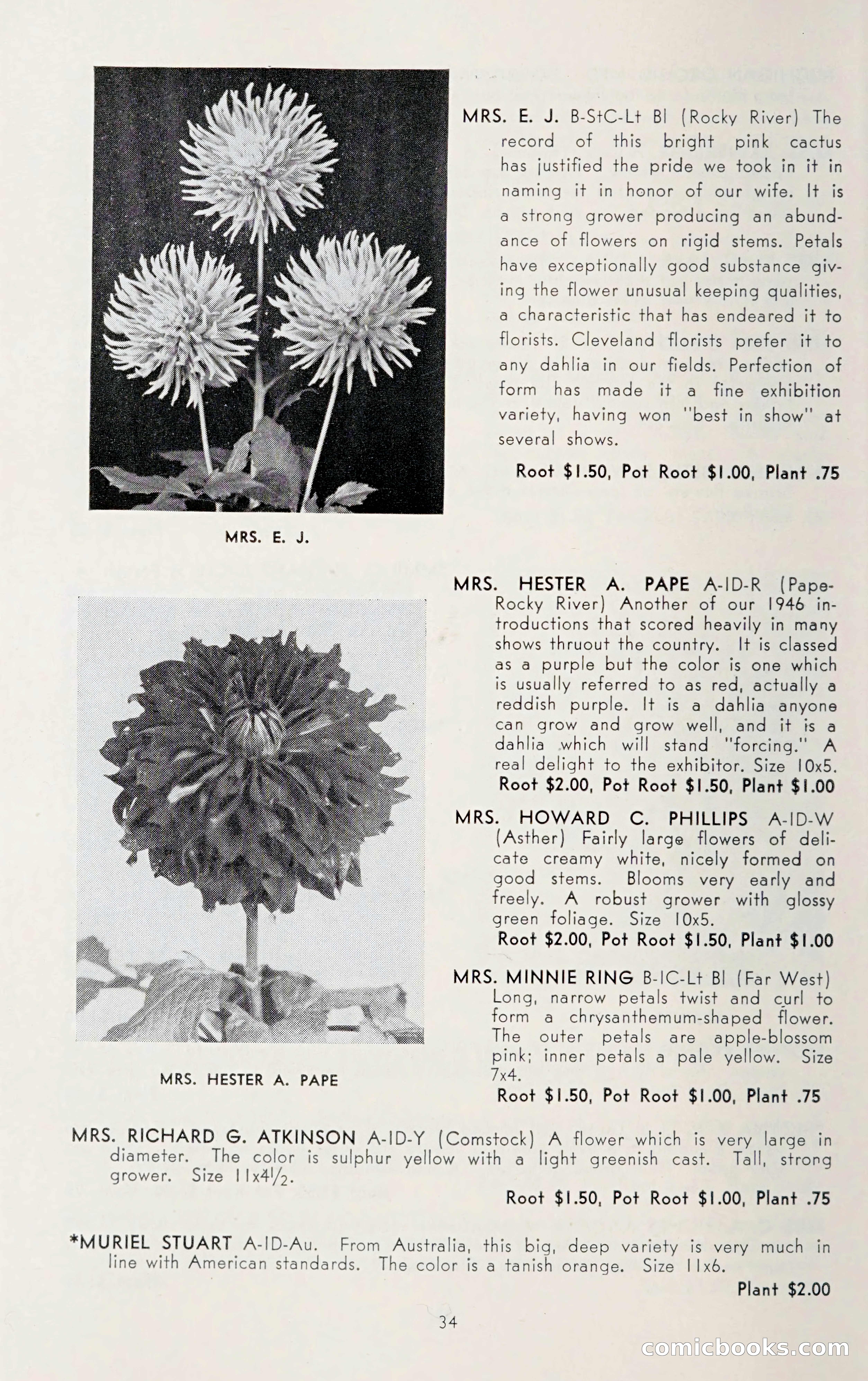 Dahlia Blue Book for 1950 — page 38 of 64