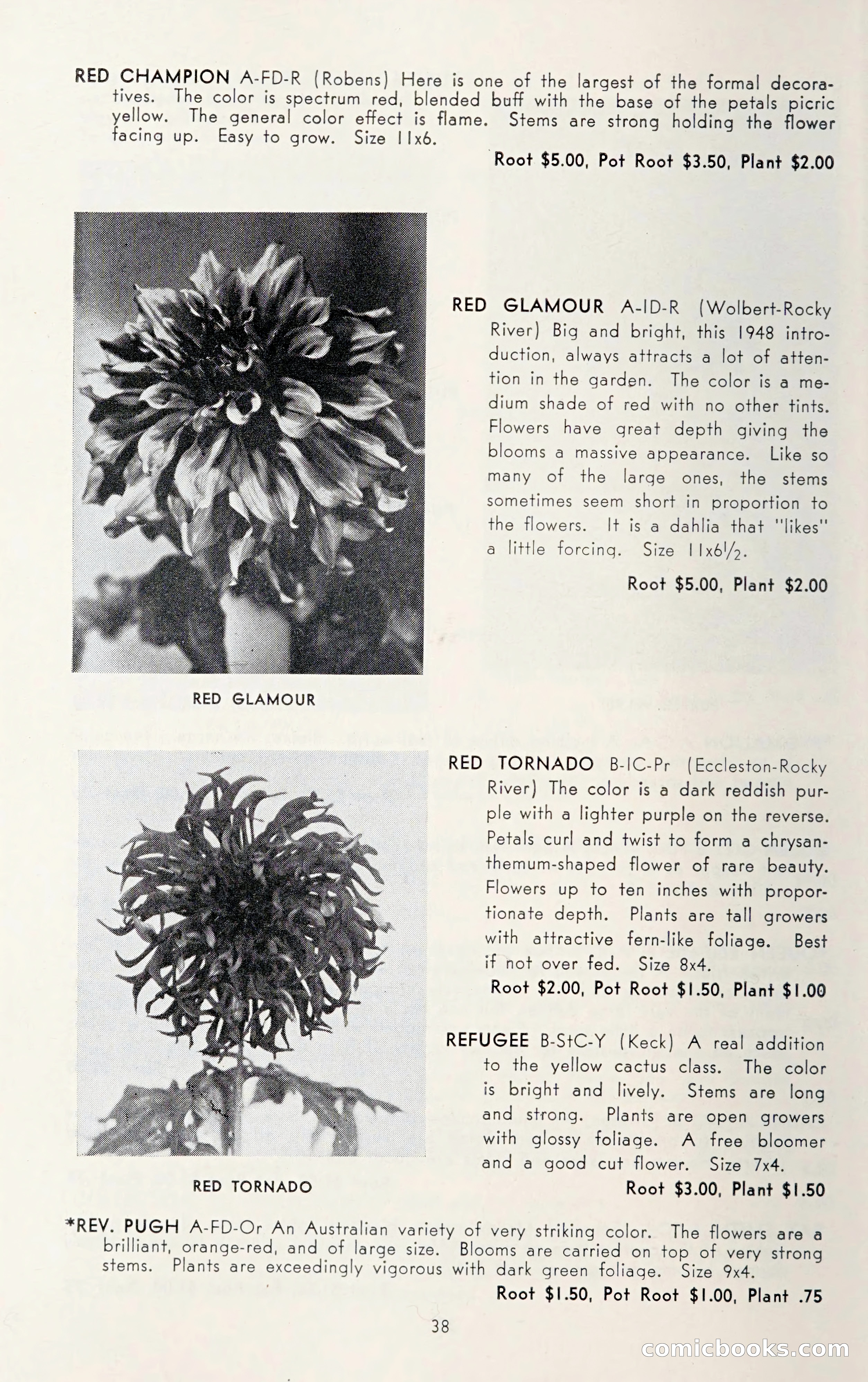 Dahlia Blue Book for 1950 — page 42 of 64