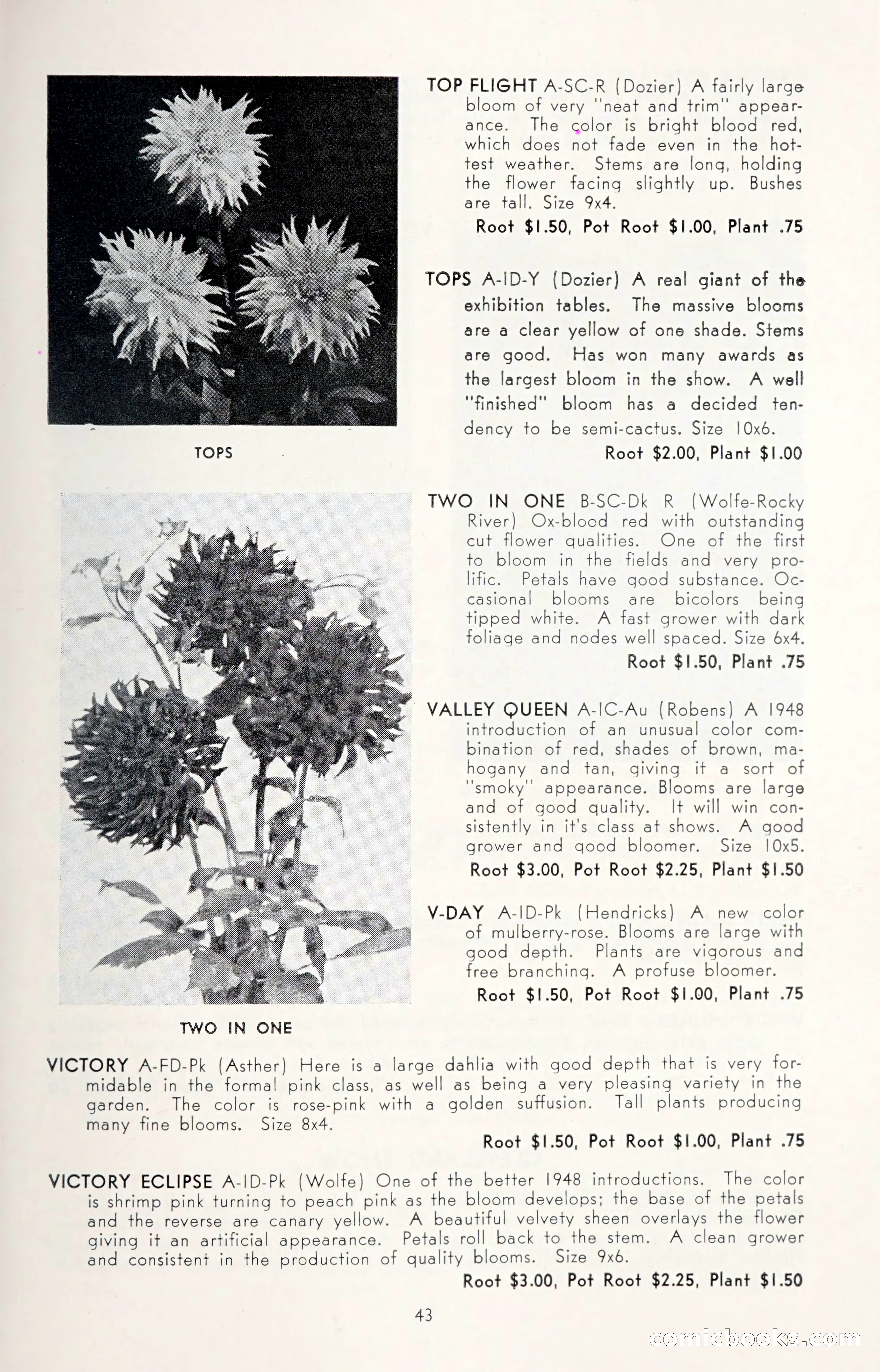 Dahlia Blue Book for 1950 — page 47 of 64