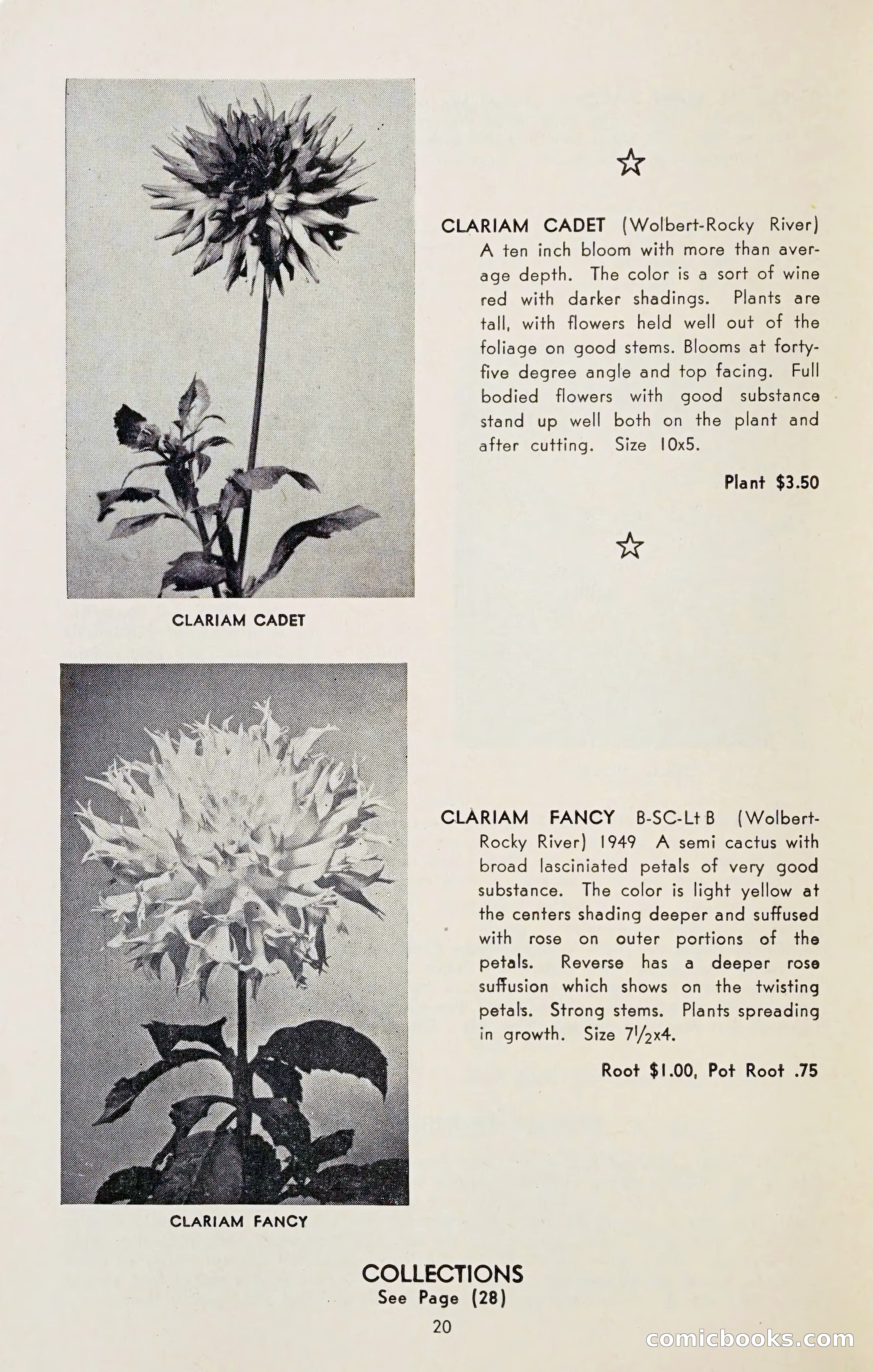 The Dahlia Blue Book for 1954 — page 22 of 80