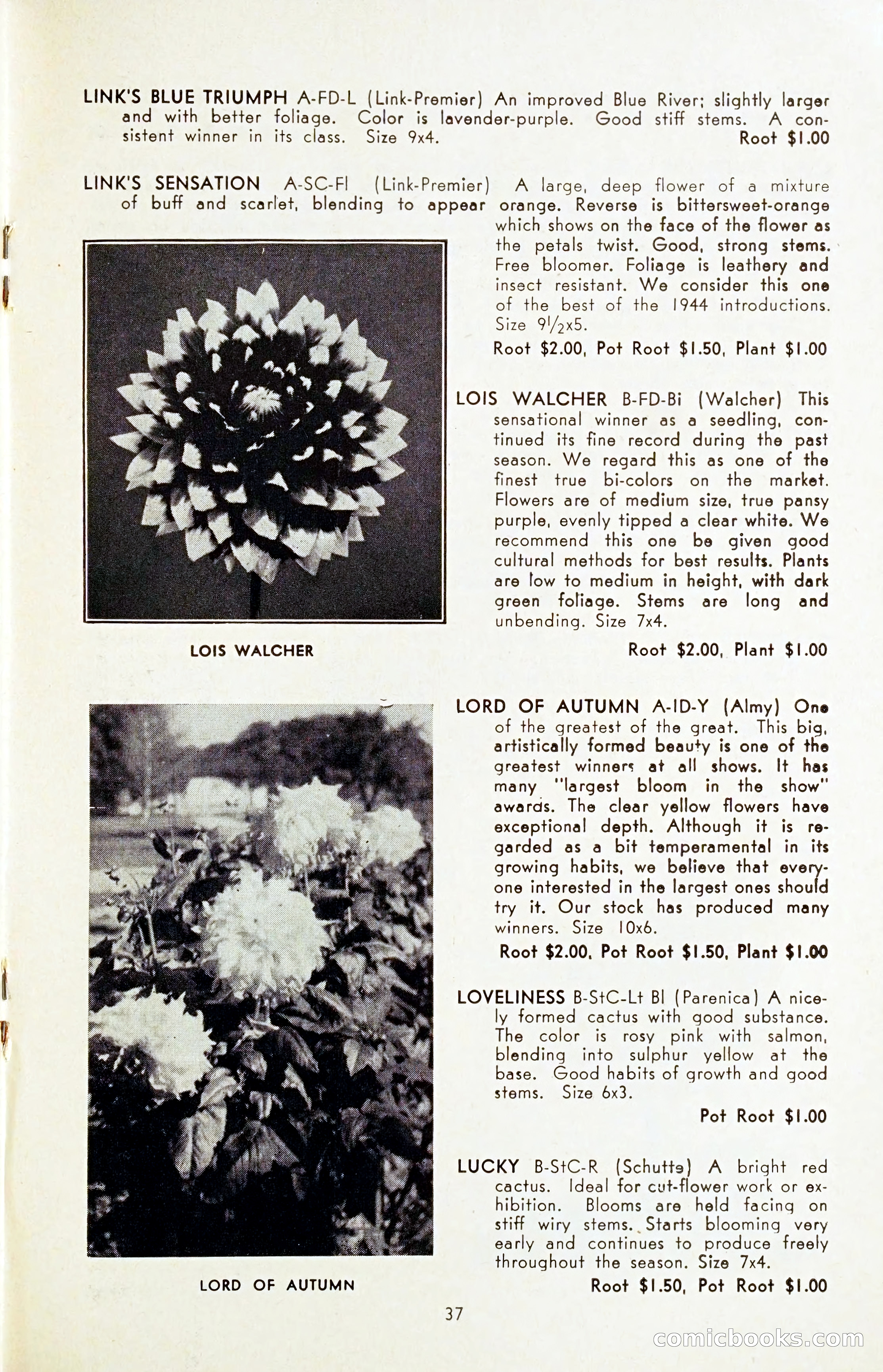 The Dahlia Blue Book for 1954 — page 39 of 80