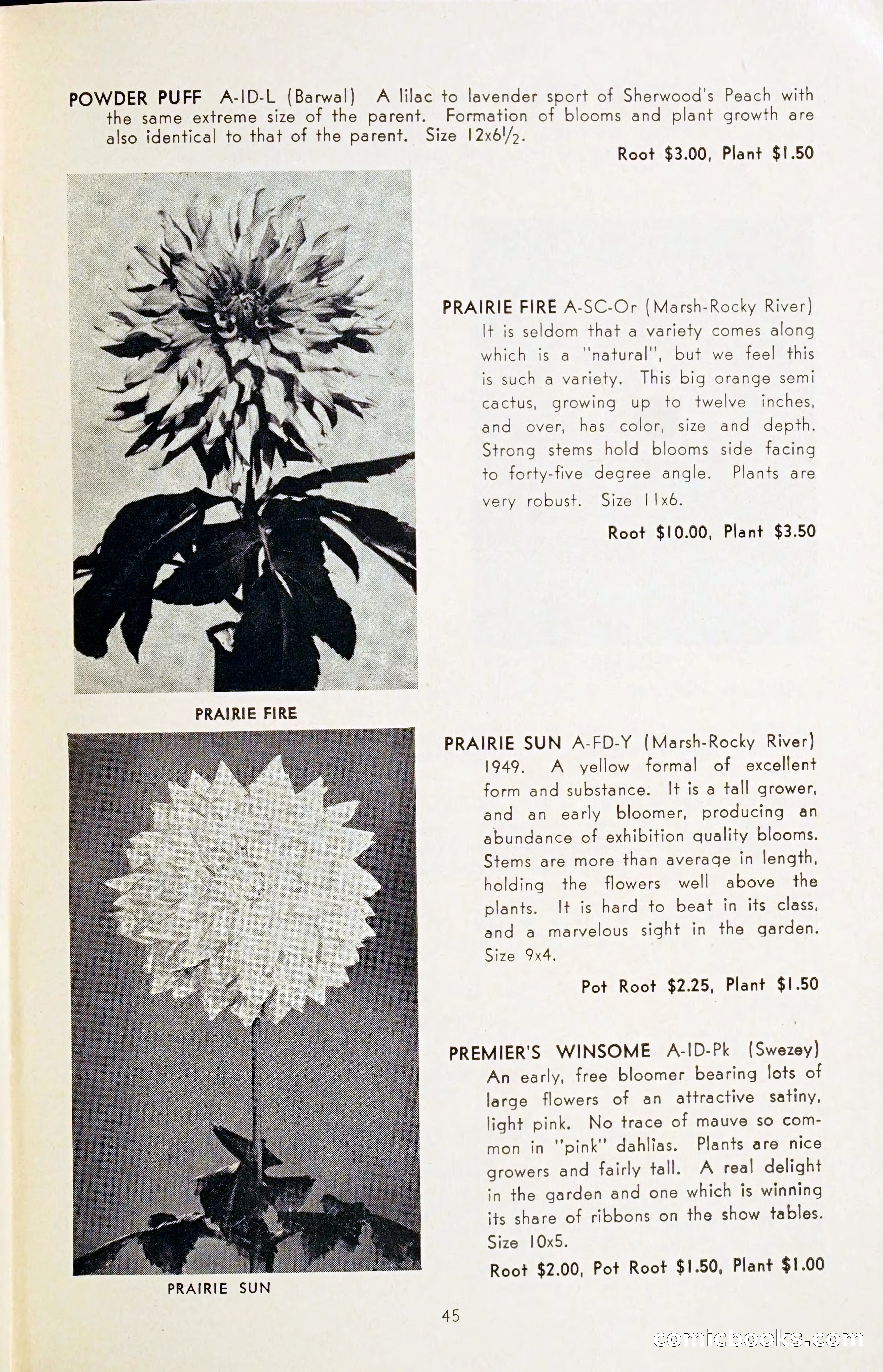 The Dahlia Blue Book for 1954 — page 47 of 80