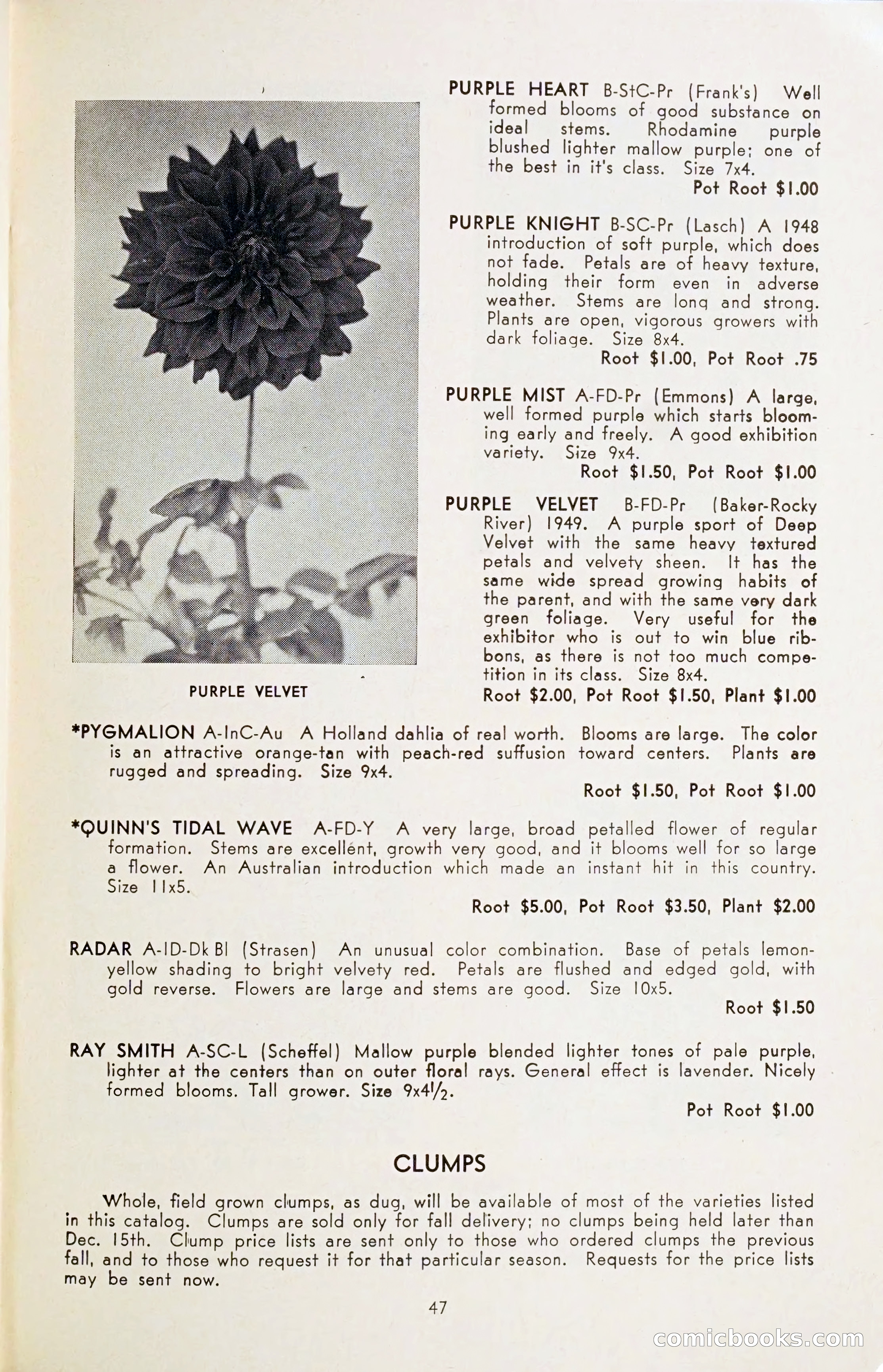 The Dahlia Blue Book for 1954 — page 49 of 80