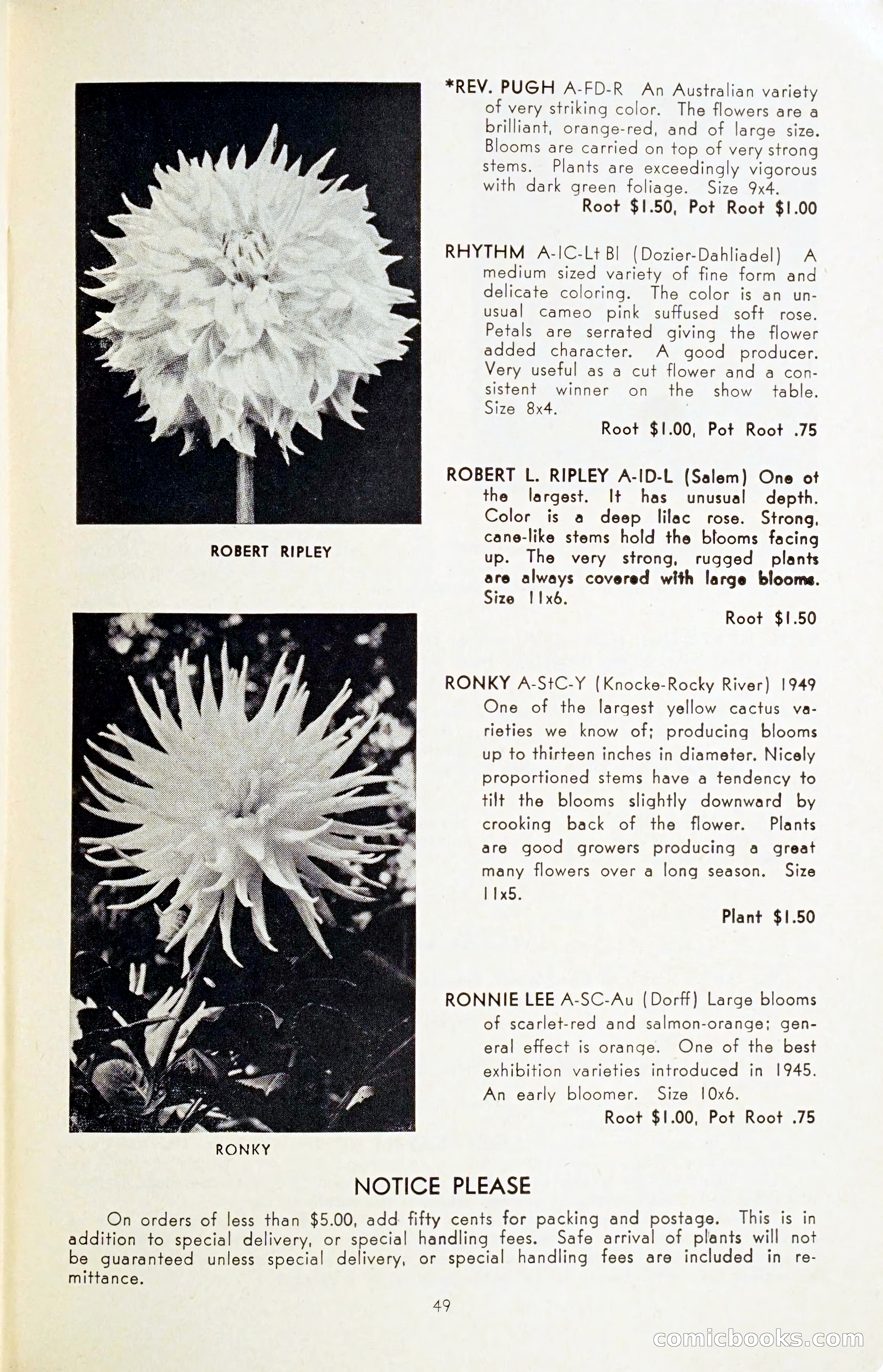 The Dahlia Blue Book for 1954 — page 51 of 80