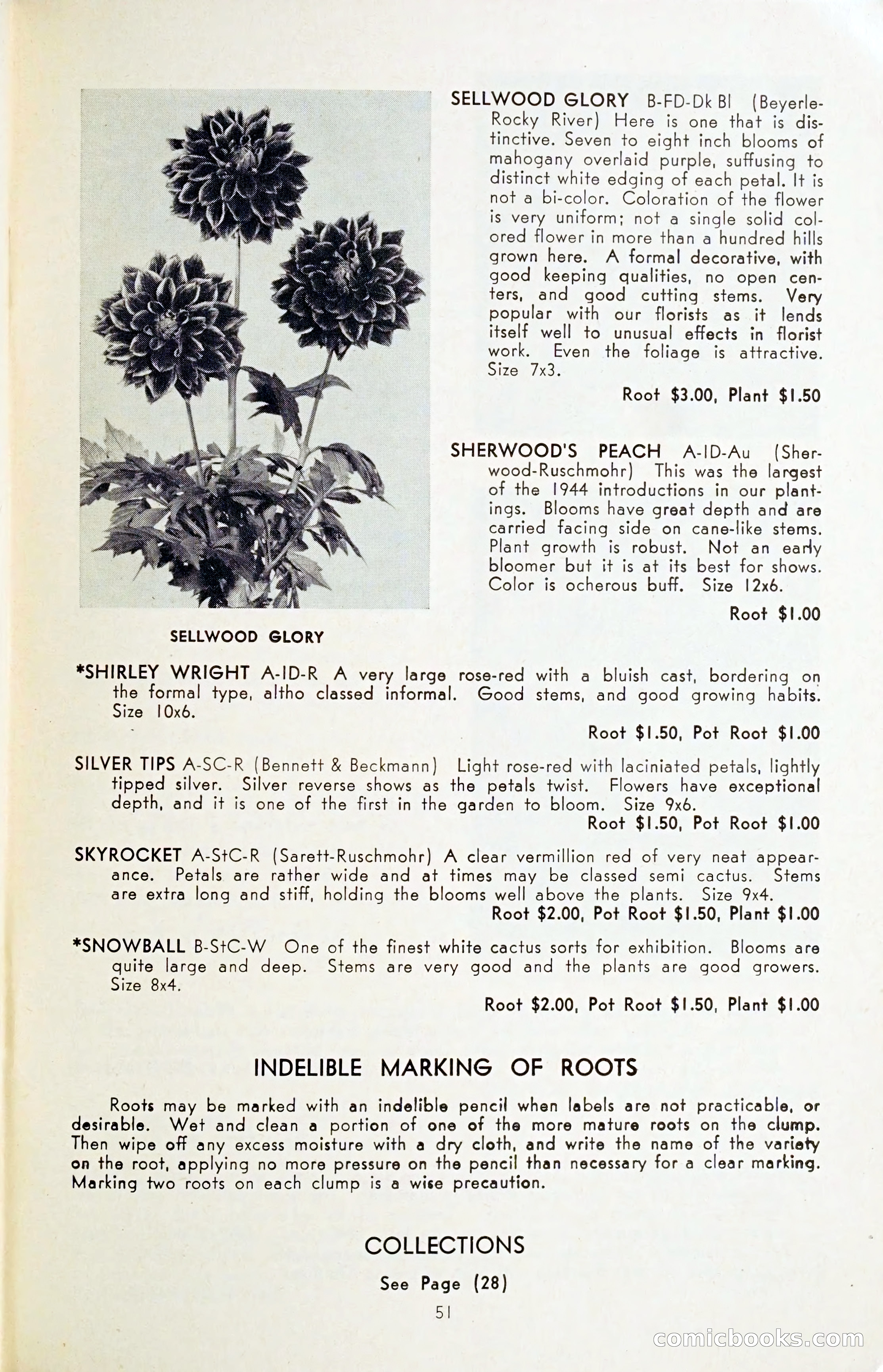 The Dahlia Blue Book for 1954 — page 53 of 80