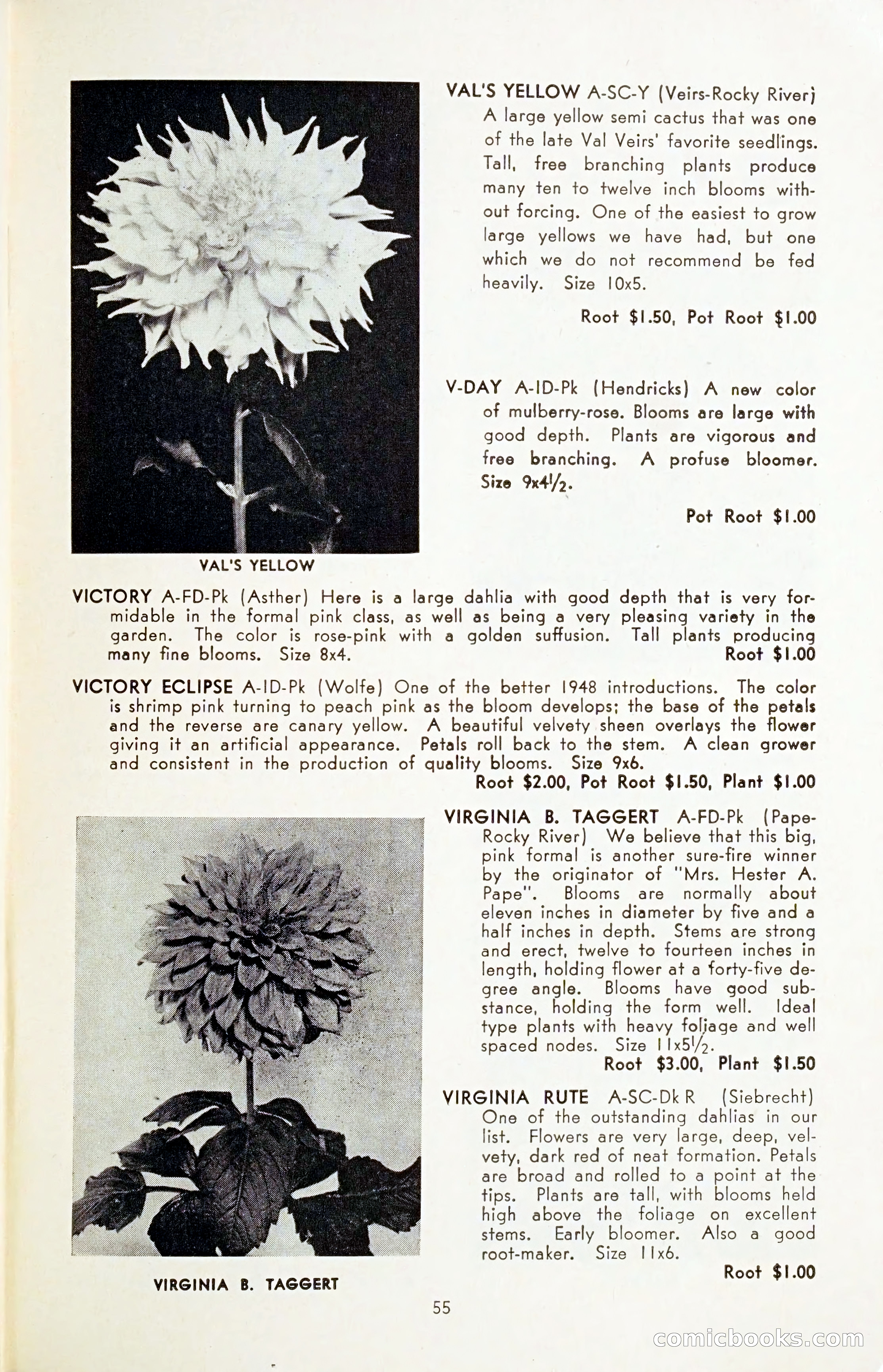 The Dahlia Blue Book for 1954 — page 57 of 80