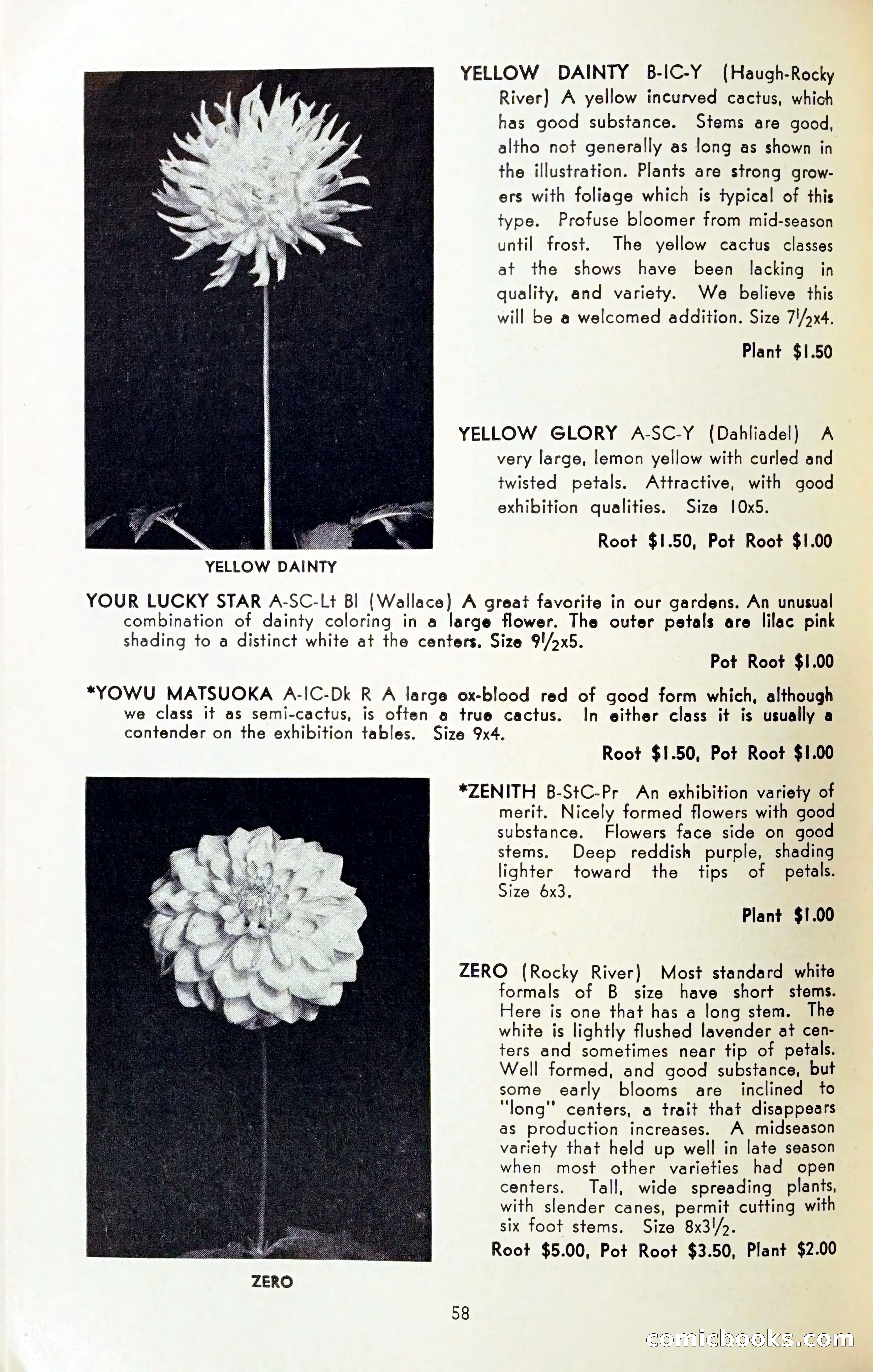The Dahlia Blue Book for 1954 — page 60 of 80