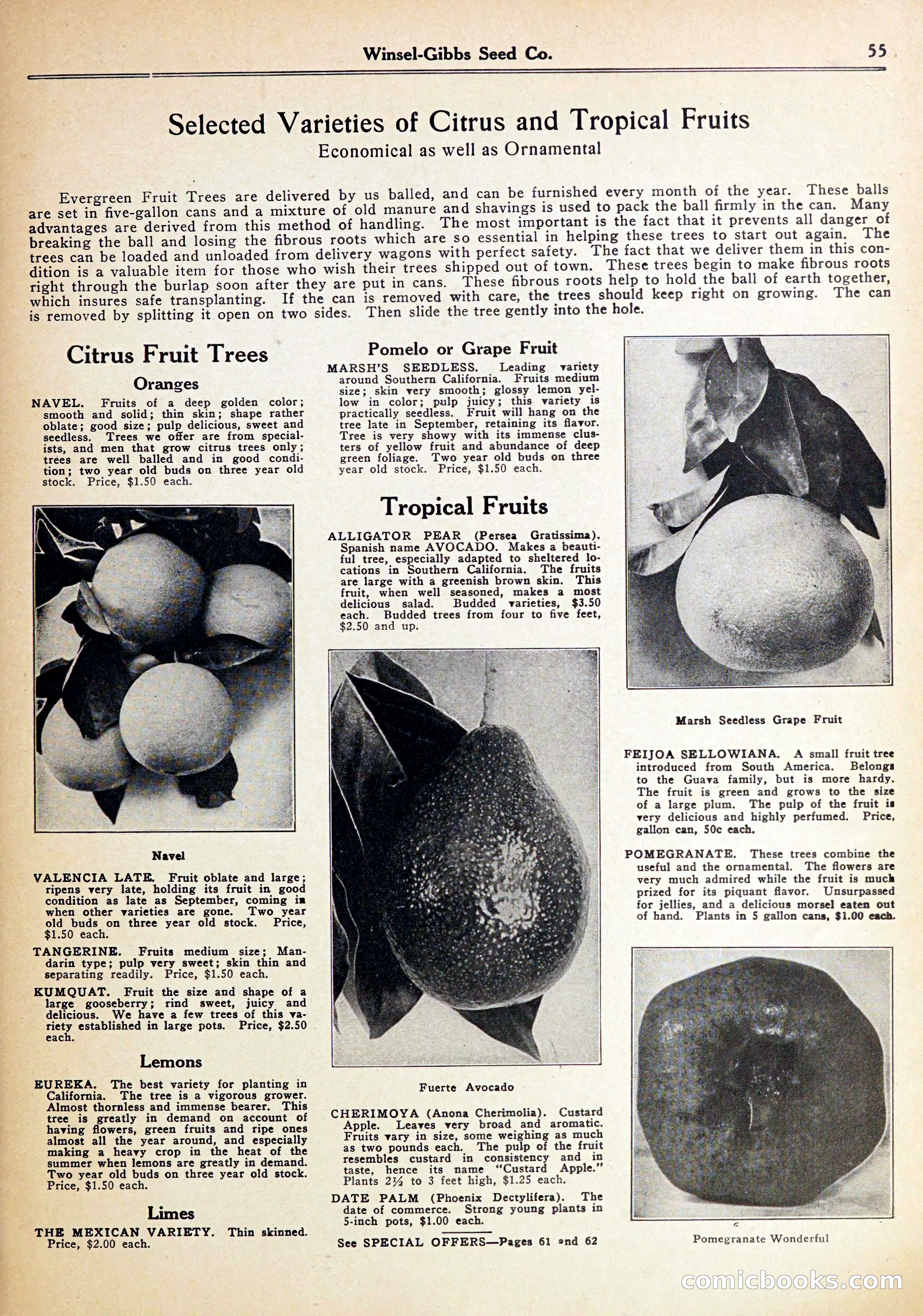 Blue Book of Gardening — page 59 of 72