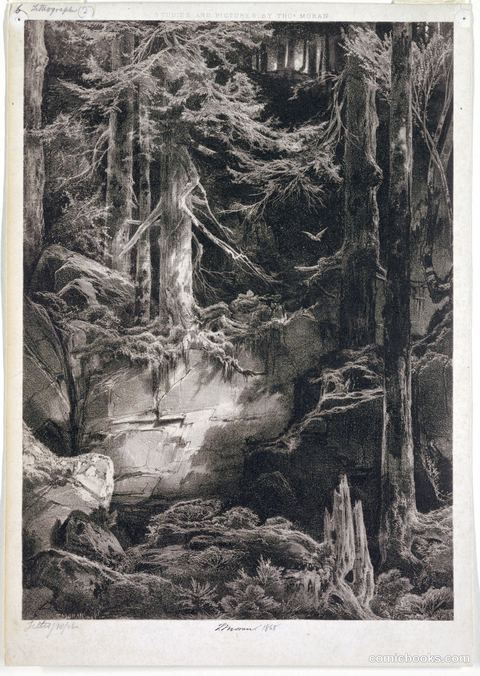 A Forest Glen