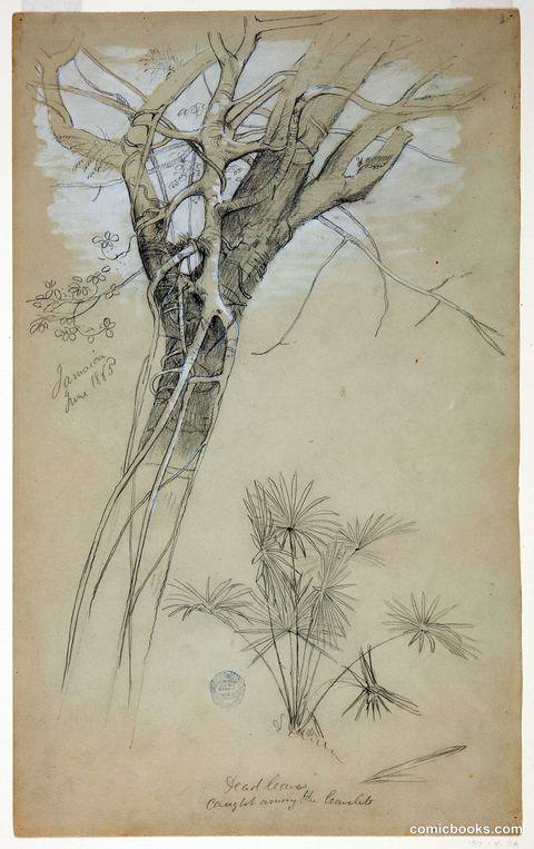 Parasite Vine and Palm Plant, Jamaica