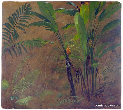 Wild Plantain, 20 Feet High, Jamaica