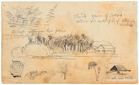 Mixed Sketches with a Coconut Grove and Sugar Mill, Ecuador