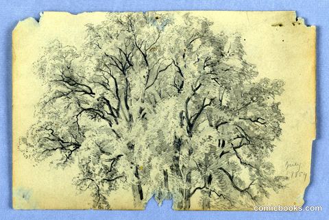 Study of Elm Tree