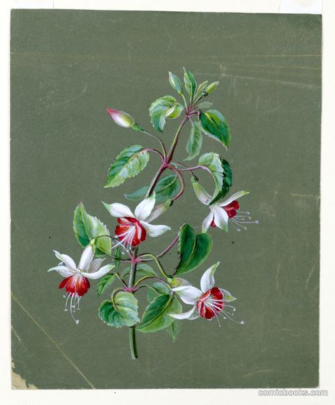Honeysuckle