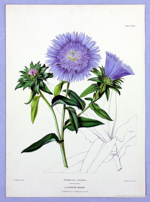 Stokesia Cyanea