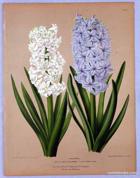 Hyacinths, Plate 31