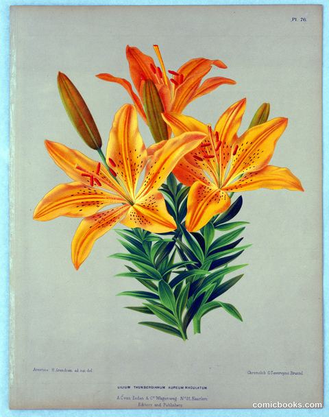 Lilium Thunbergianum Aureum Maculatum