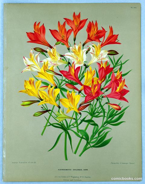 Alstroemeria Chilensis Varr.