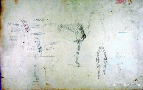 Horse Anatomy Studies